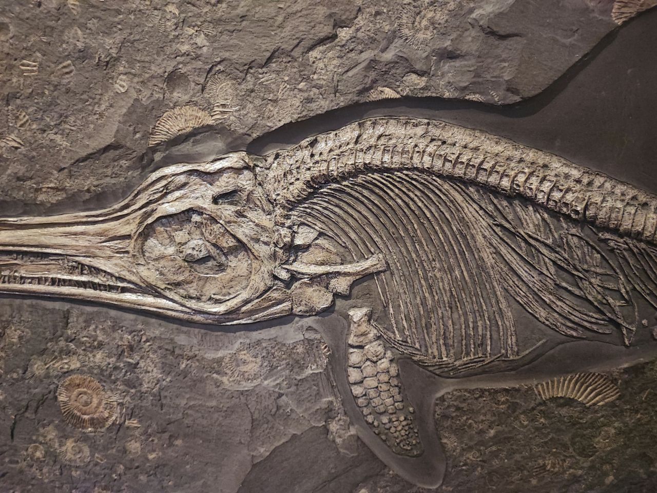 nova troballa fossil