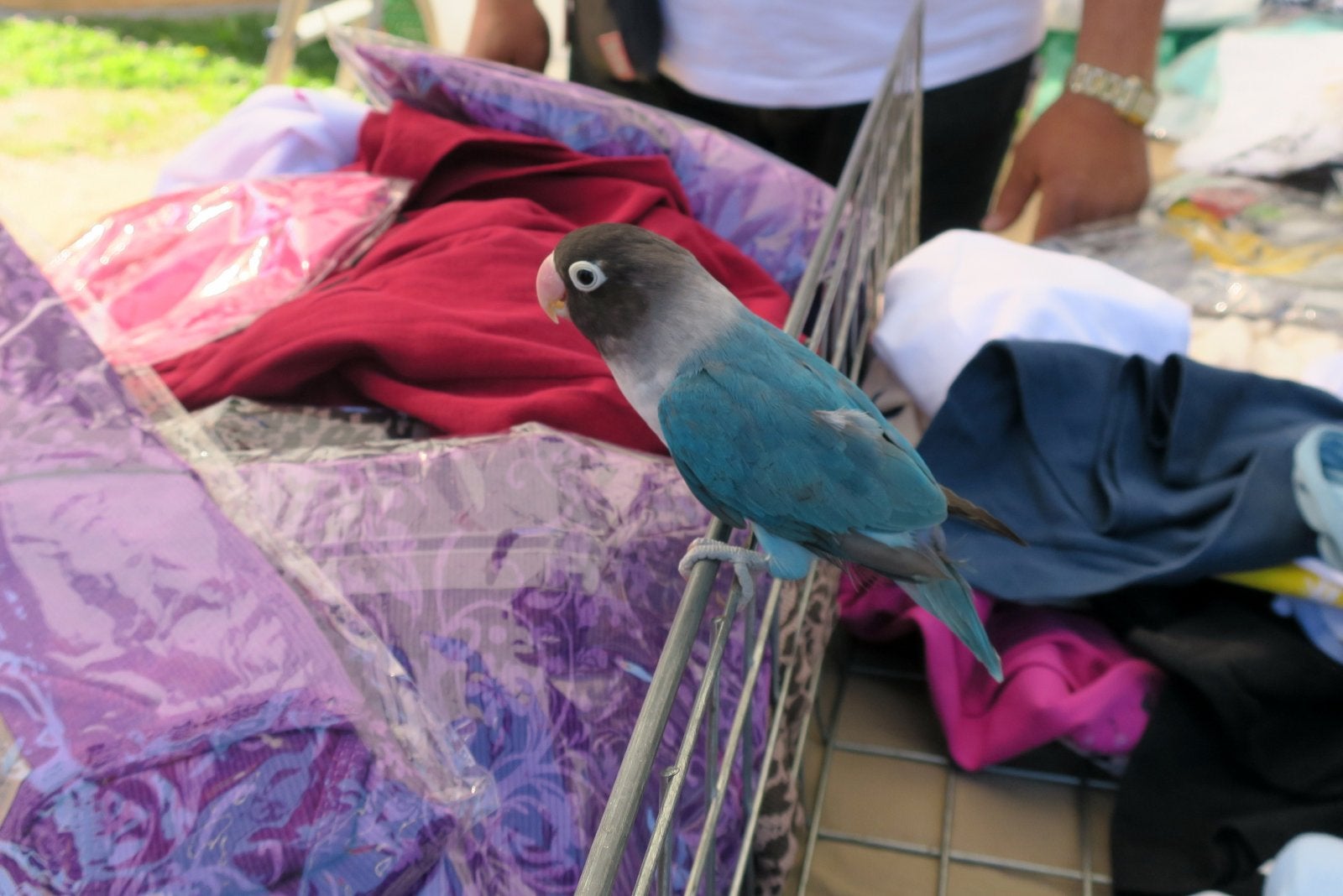 En Pocholo campa lliure per al Mercadal