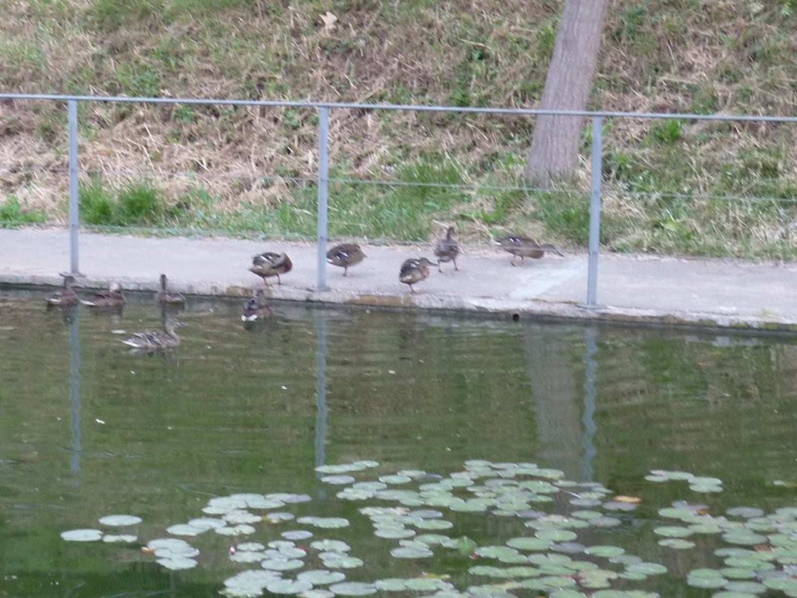 Ànecs del Parc de Vallparadís de Terrassa