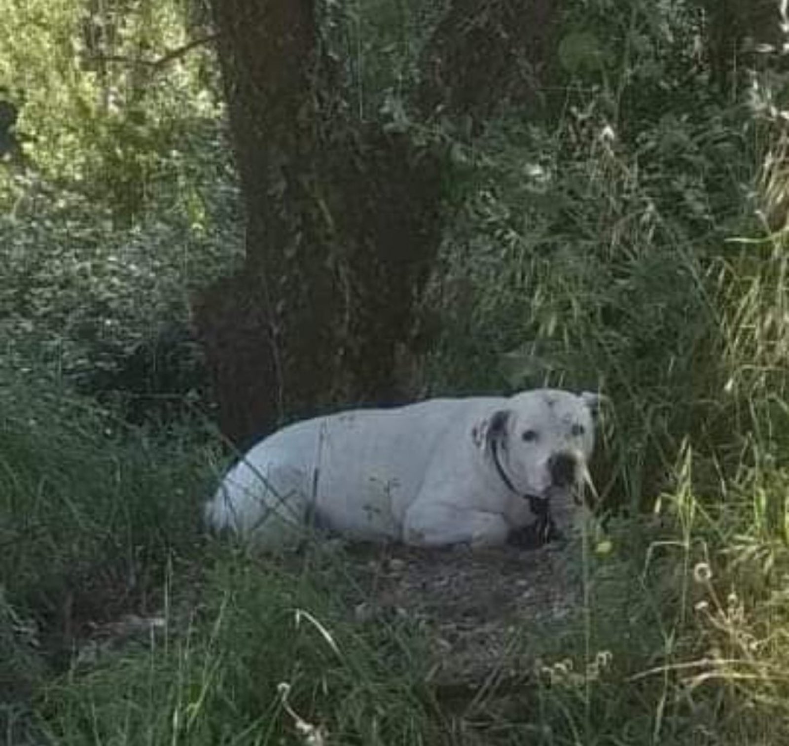 La gossa embarassada trobada lligada en un arbre