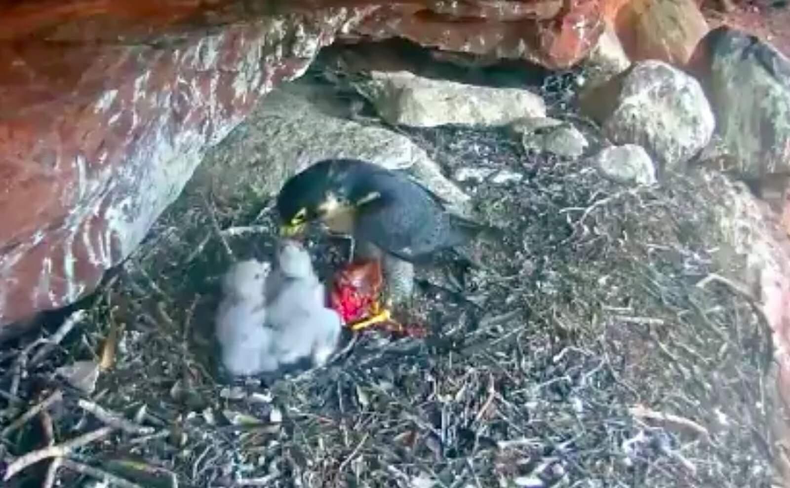 Els polls de falcó pelegrí al Parc Natural de Sant Llorenç