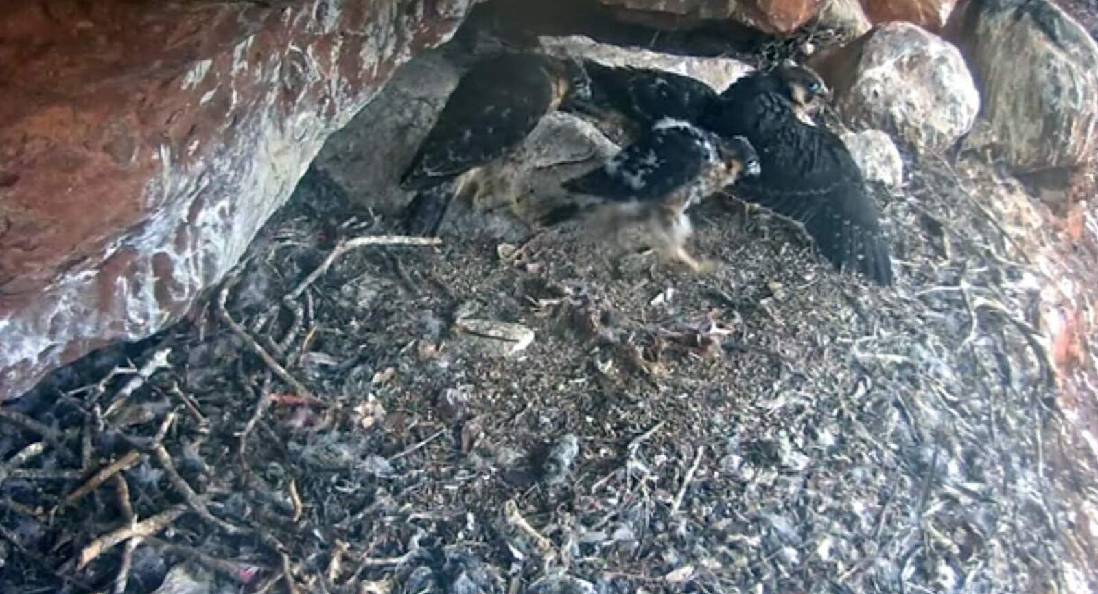 Los polluelos de halcón peregrino ya más crecidos