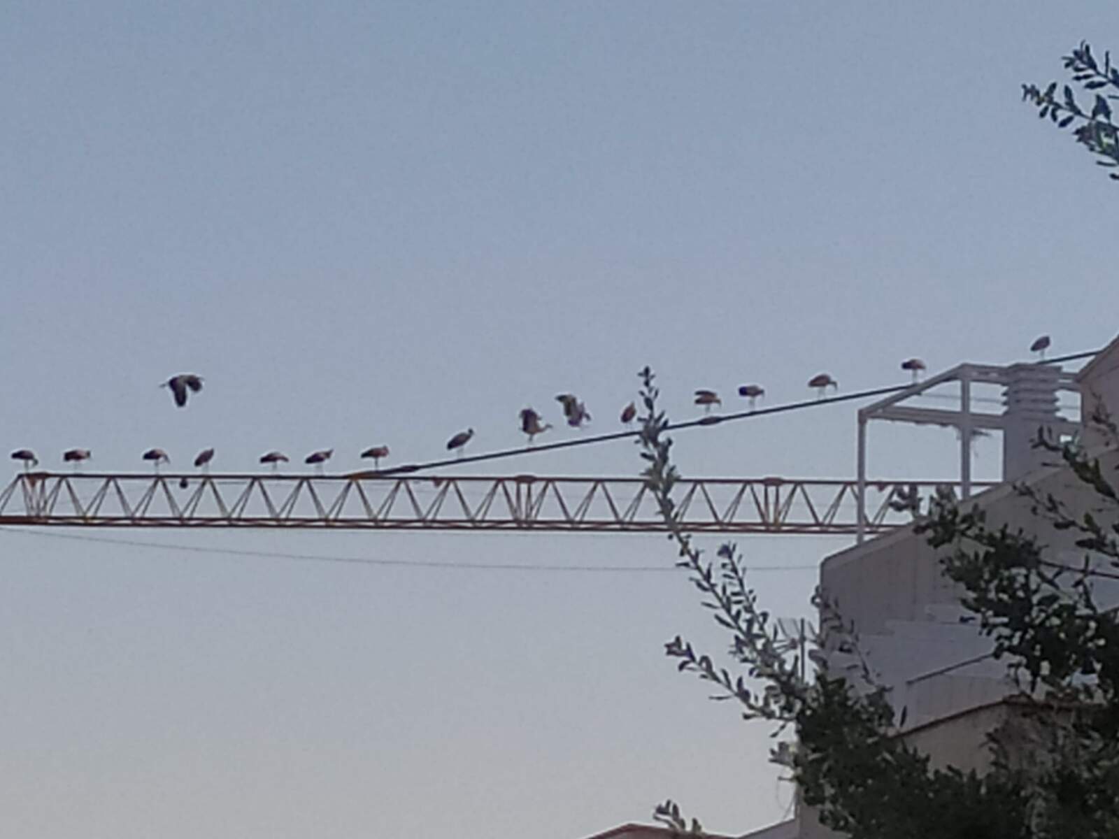 Cigüeñas en Terrassa