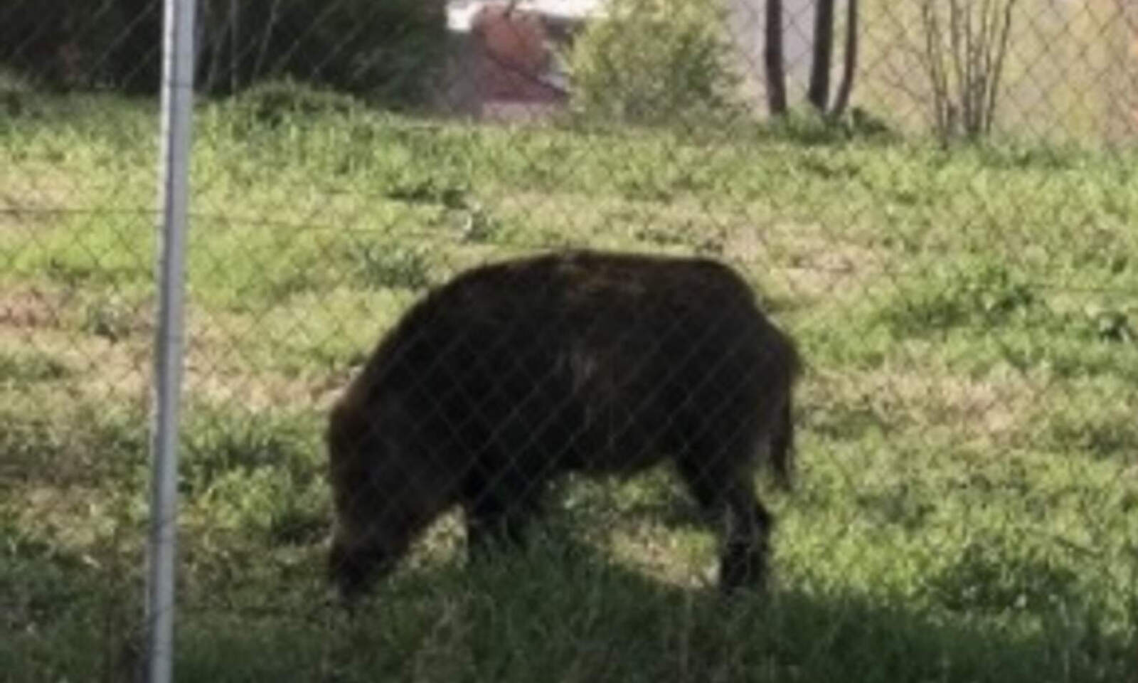 El senglar menja tot tranquil al Parc de la Cogullada