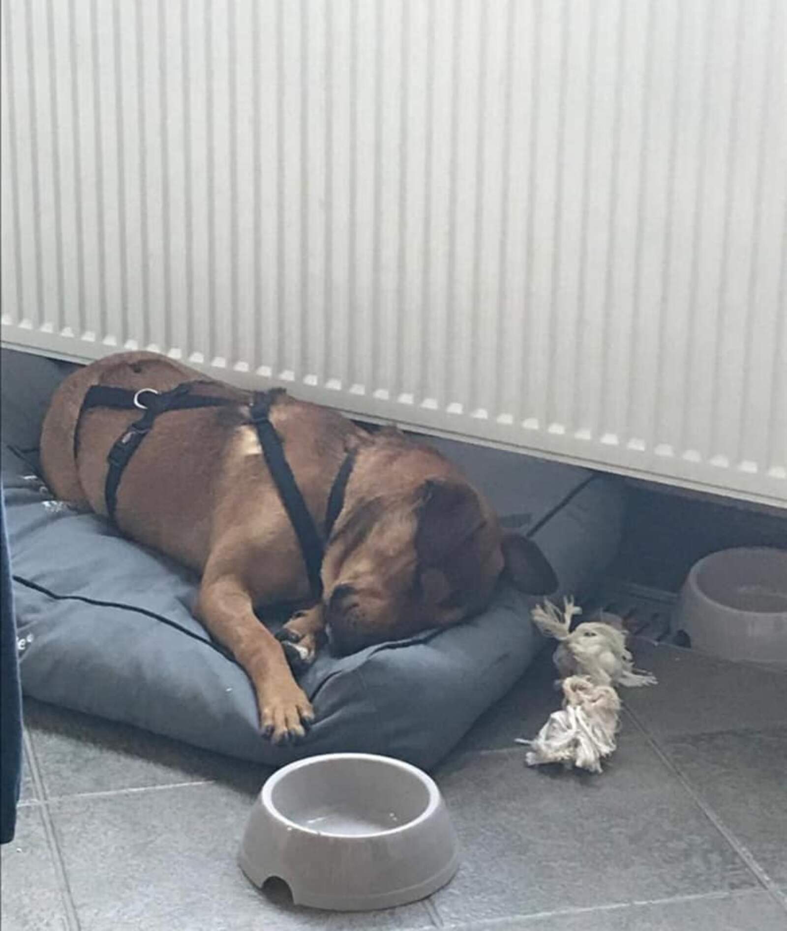 Un dels animals adoptats del CAAD