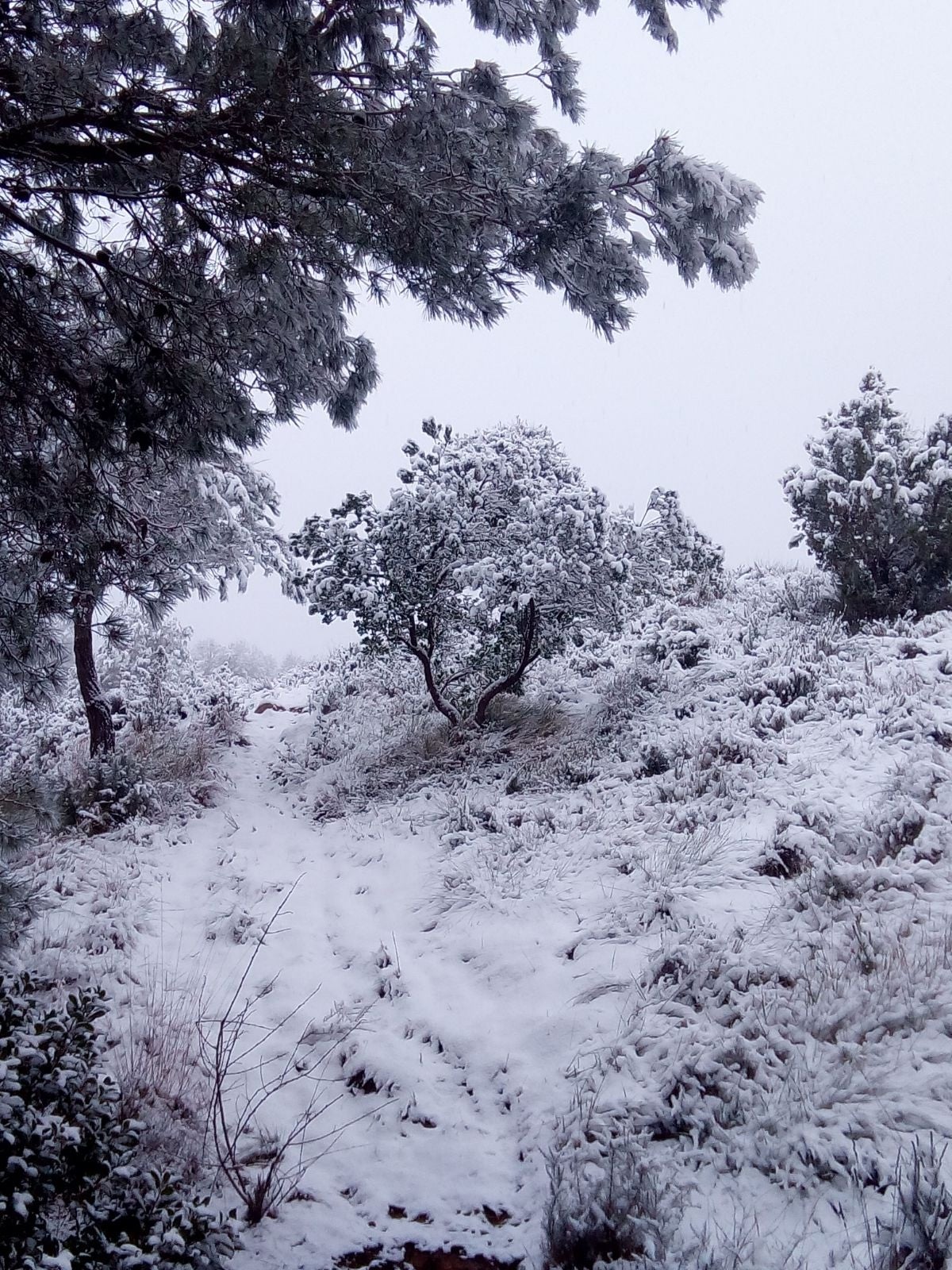 Vacarisses es tenyeix de blanc