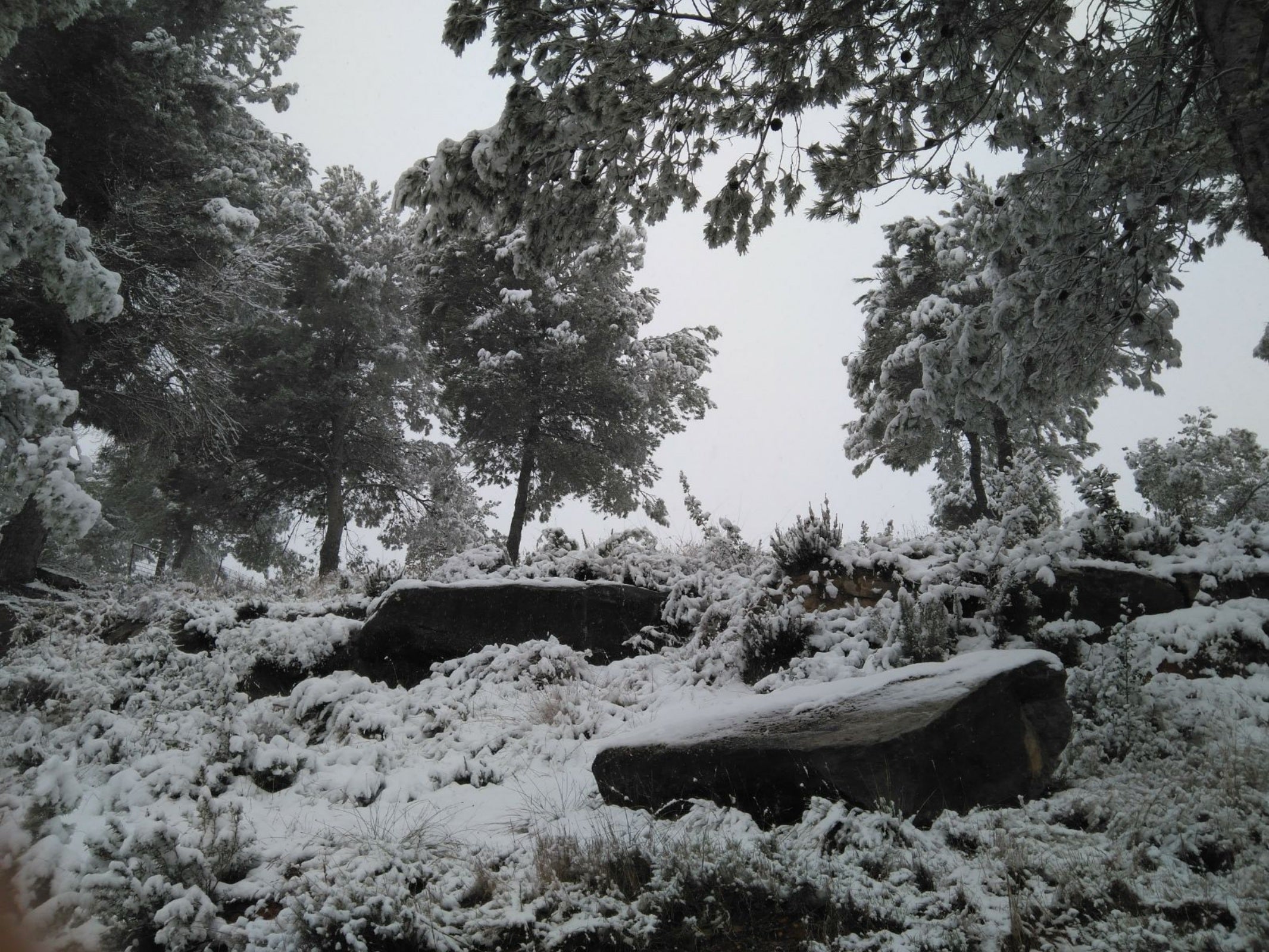 Vacarisses es tenyeix de blanc