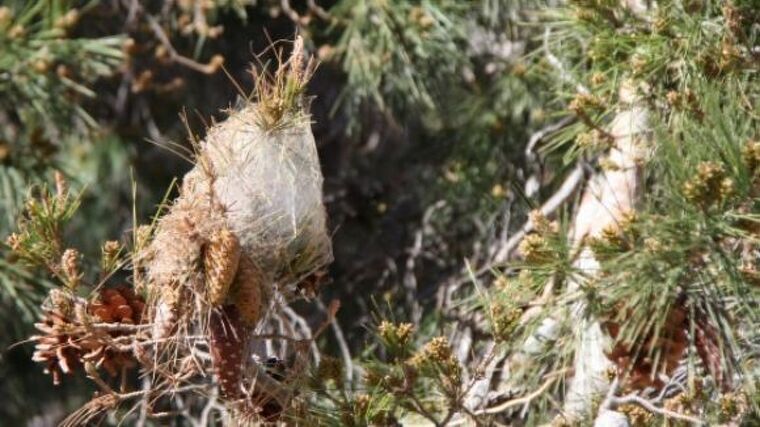 Procesionaria del pino | ACN