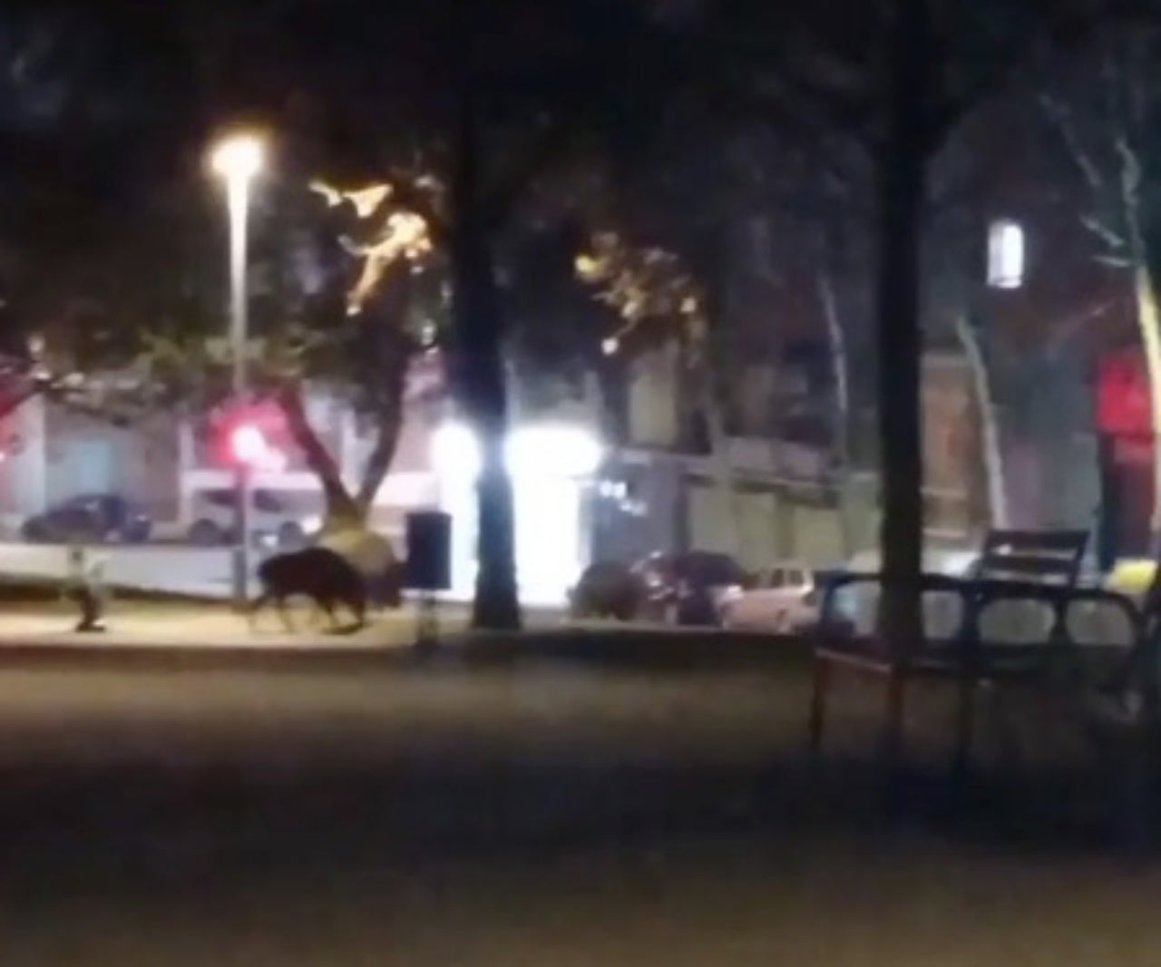 Un senglar passejant-se pel barri de Roc Blanc | Cedida
