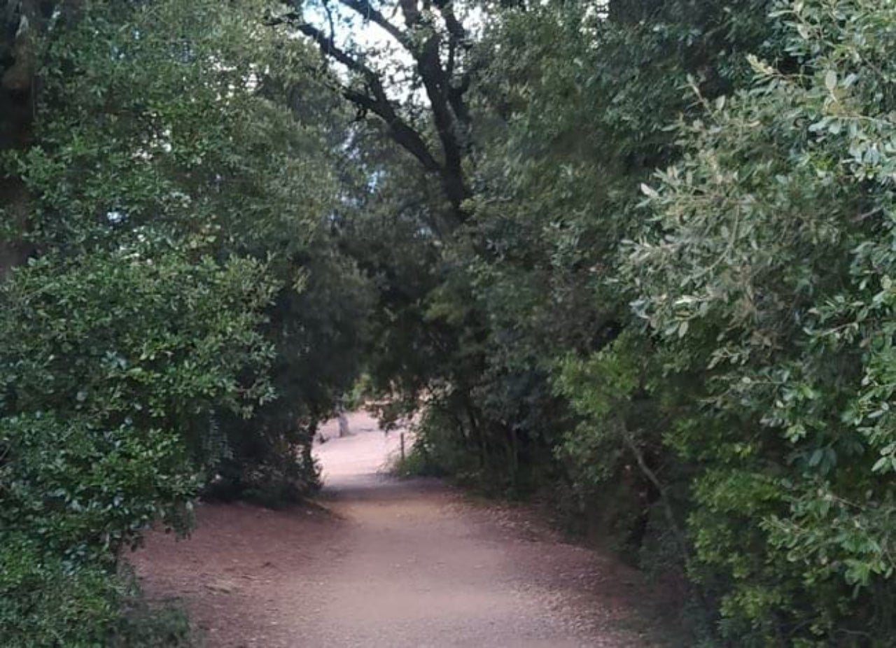 Bosc de la Muntada, al municipi de Sant Llorenç Savall | XPN
