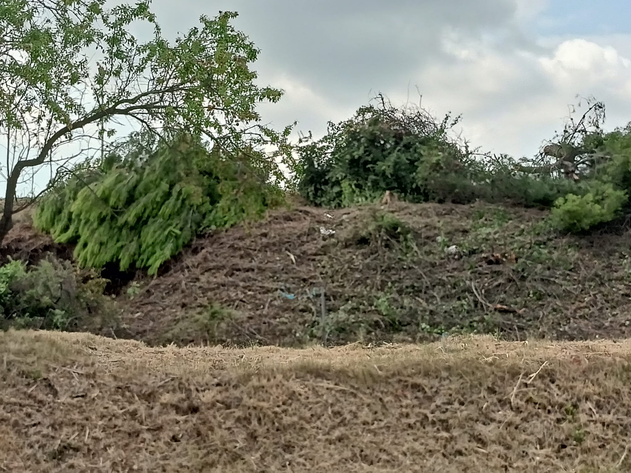 Gran tala d'arbres a Terrassa per les obres a l'autopista/Joan Manel Oller