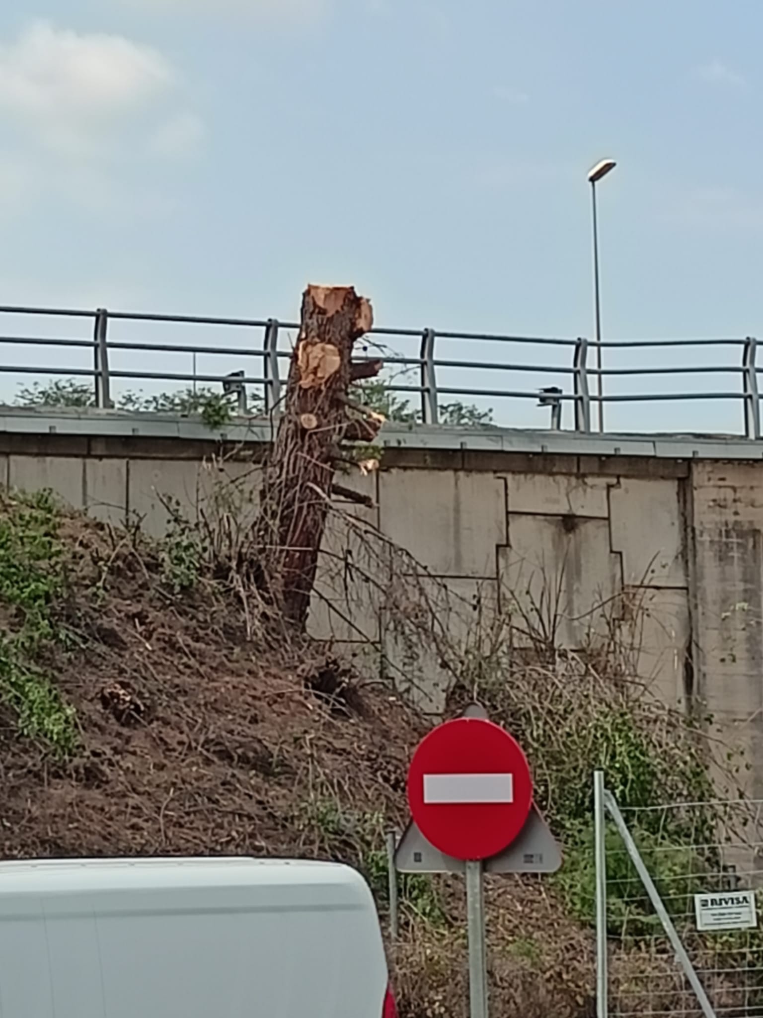 Gran tala d'arbres a Terrassa per les obres a l'autopista/Joan Manel Oller