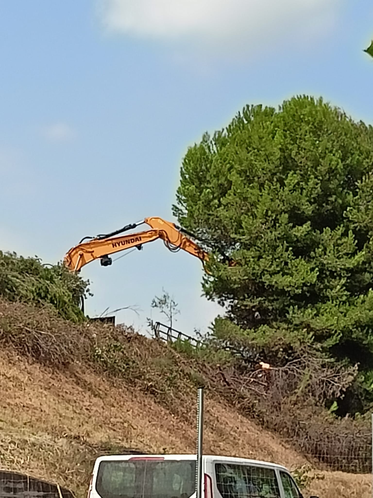 Gran tala d'arbres a Terrassa per les obres a l'autopista/Joan Manel Oller