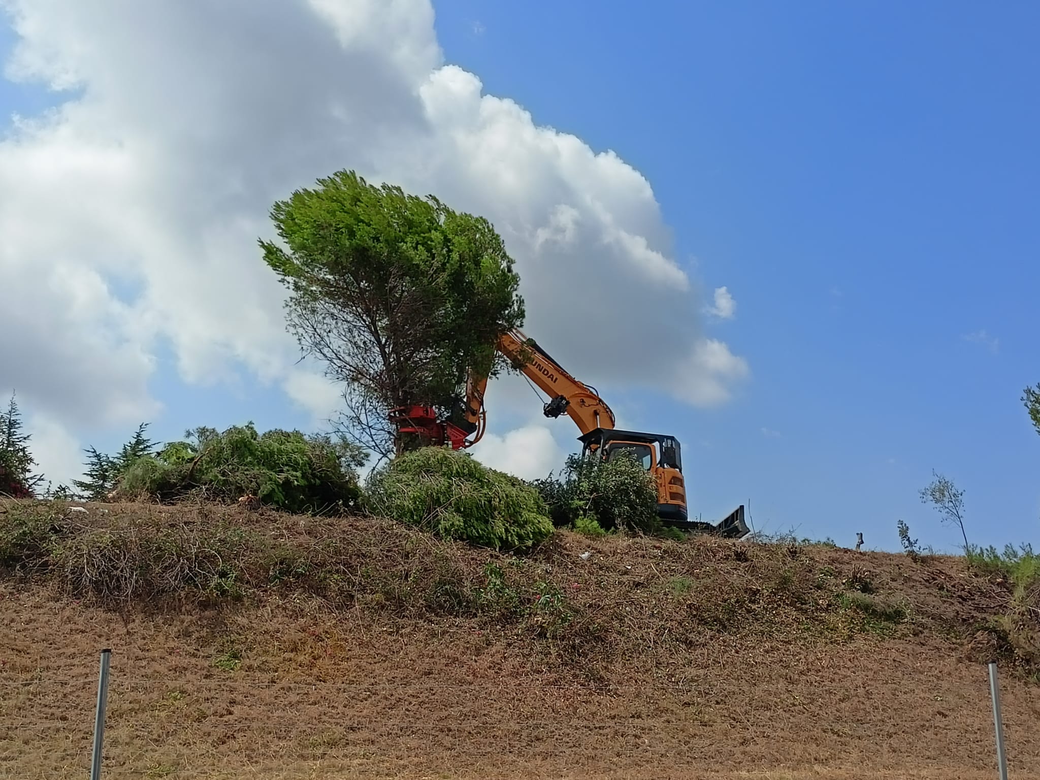 Gran tala d'arbres a Terrassa per les obres a l'autopista/Joan Manel Oller