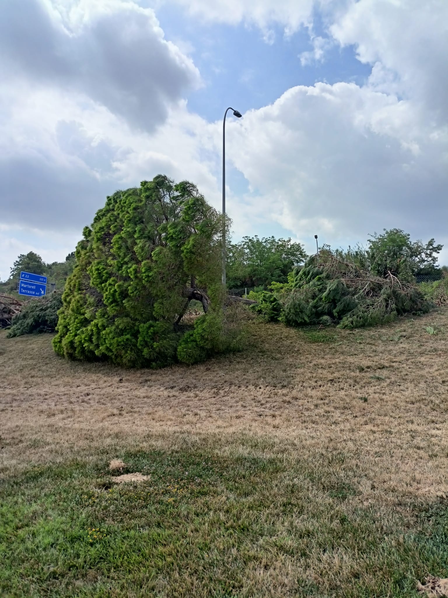 Gran tala d'arbres a Terrassa per les obres a l'autopista/Joan Manel Oller