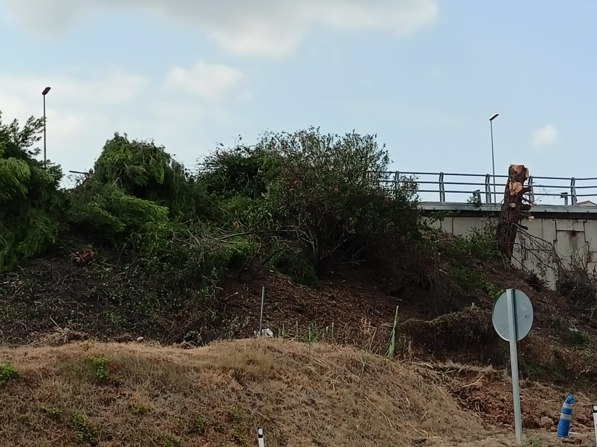 Gran tala d'arbres a Terrassa per les obres a l'autopista/Joan Manel Oller