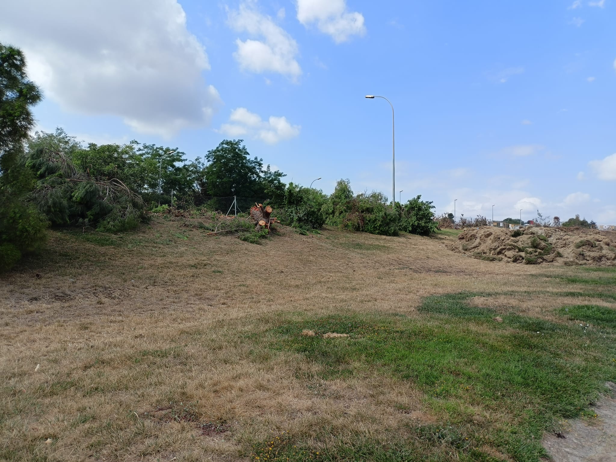 Gran tala d'arbres a Terrassa per les obres a l'autopista/Joan Manel Oller