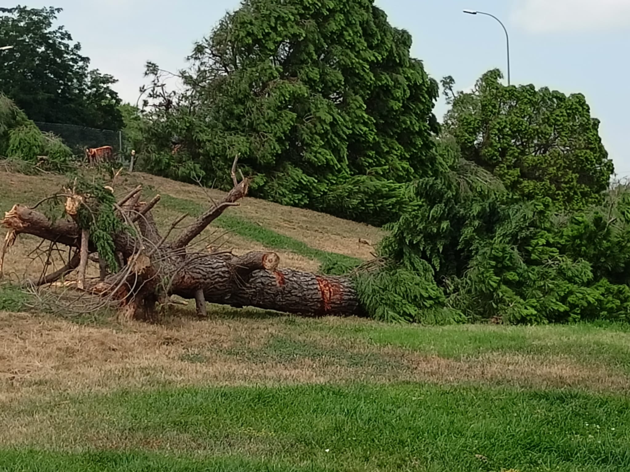 Gran tala d'arbres a Terrassa per les obres a l'autopista/Joan Manel Oller