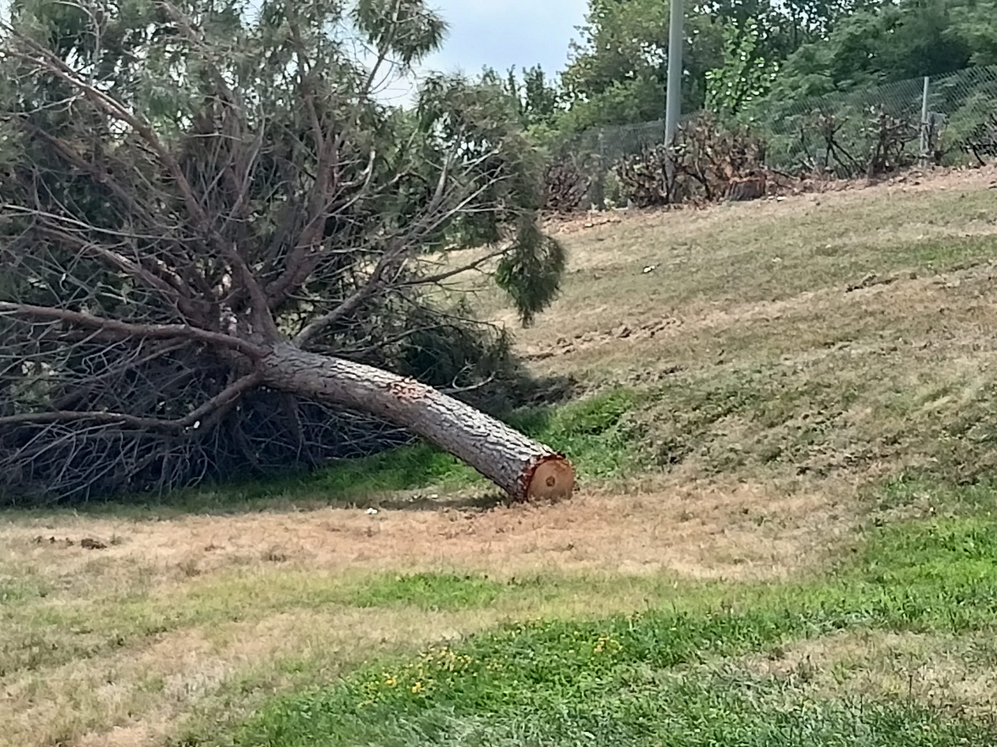 Gran tala d'arbres a Terrassa per les obres a l'autopista/Joan Manel Oller
