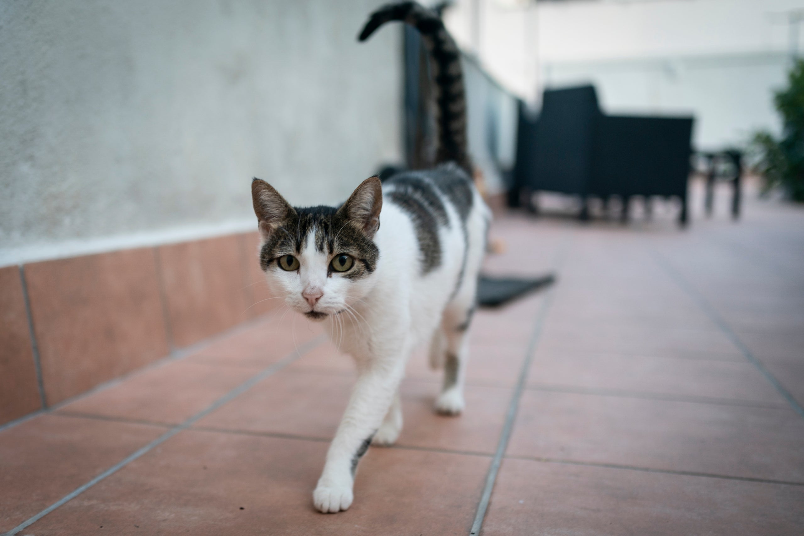 Terrassa compta amb gairebé 20.000 animals de companyia censats entre gossos, gats i fures, el que es tradueix en cada una de cada onze persones és propietària d'un animal, aproximadament. Cada persona està obligada a censar a l’ajuntament per poder fer un recompte i control de la població d’animals. Els gossos son els animals domèstics que més abunden a Terrassa (un 72,5%), sent la majoria de raça indefinida. Els gats representen un 27,3%, mentre que les fures un 0,2%.