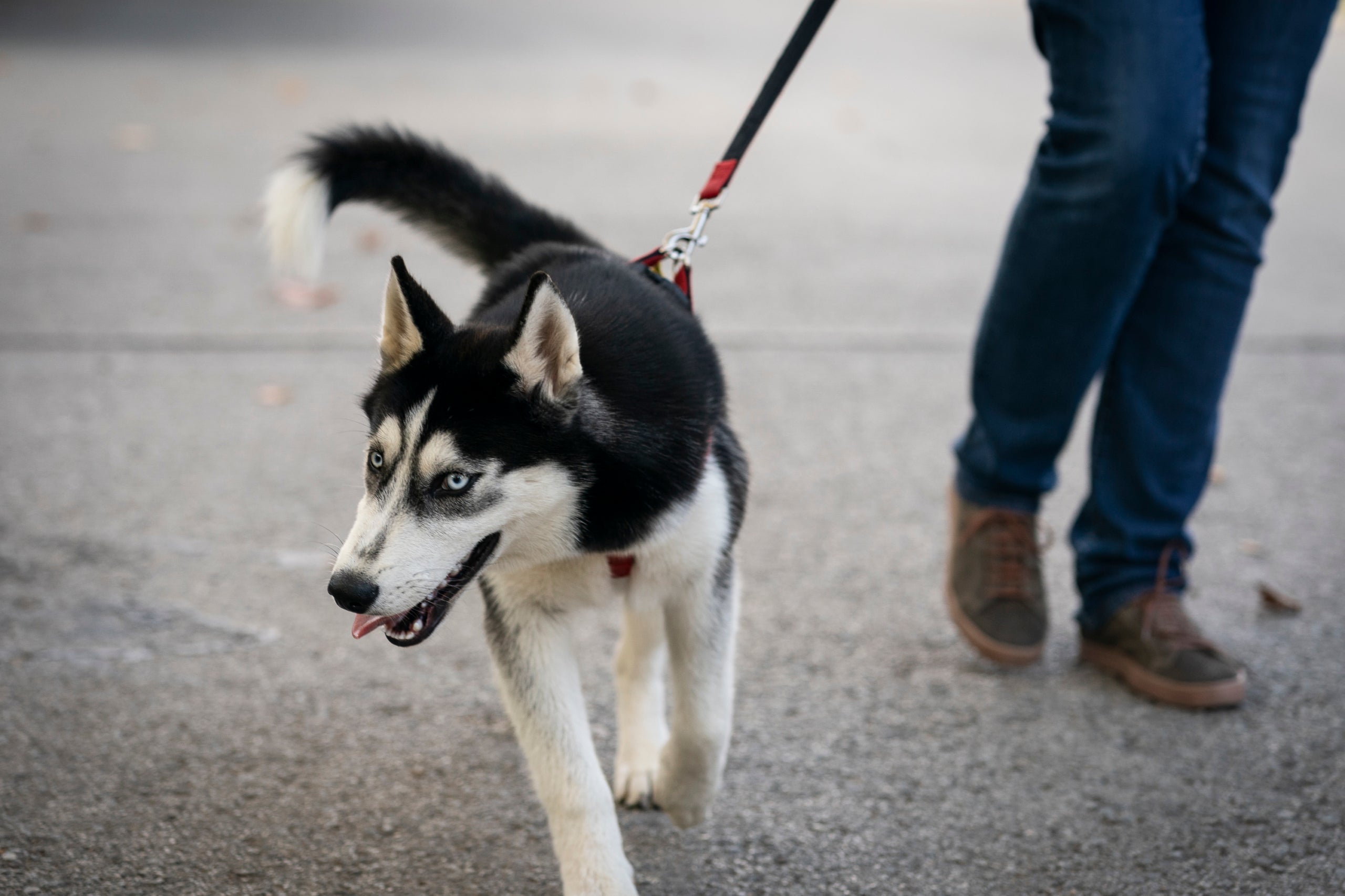Terrassa compta amb gairebé 20.000 animals de companyia censats entre gossos, gats i fures, el que es tradueix en cada una de cada onze persones és propietària d'un animal, aproximadament. Cada persona està obligada a censar a l’ajuntament per poder fer un recompte i control de la població d’animals. Els gossos son els animals domèstics que més abunden a Terrassa (un 72,5%), sent la majoria de raça indefinida. Els gats representen un 27,3%, mentre que les fures un 0,2%.