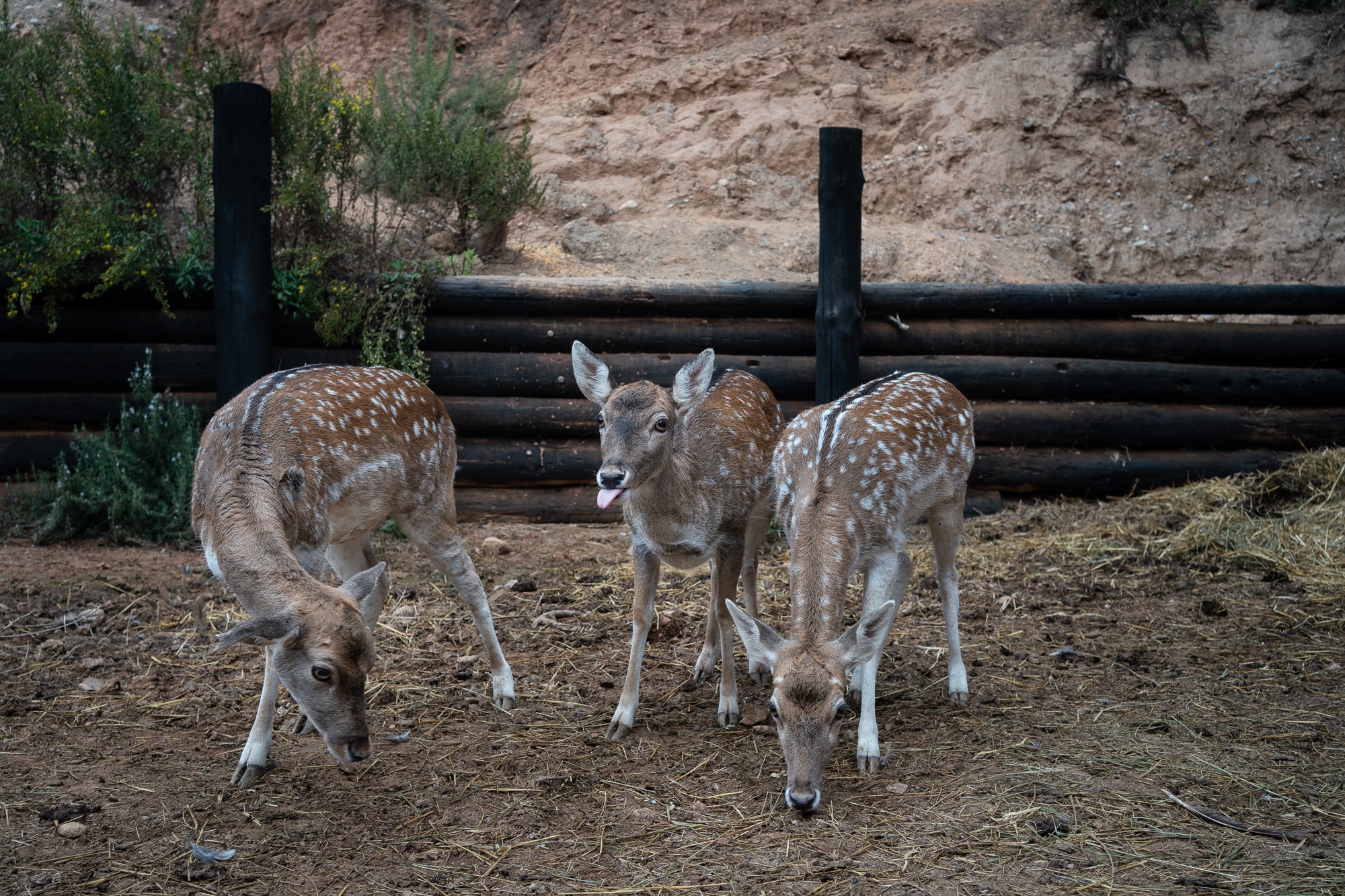 A la Granja Aventura Park de Viladecavalls hi viuen al voltant de 124 animals de 23 races diferents | Mireia Comas