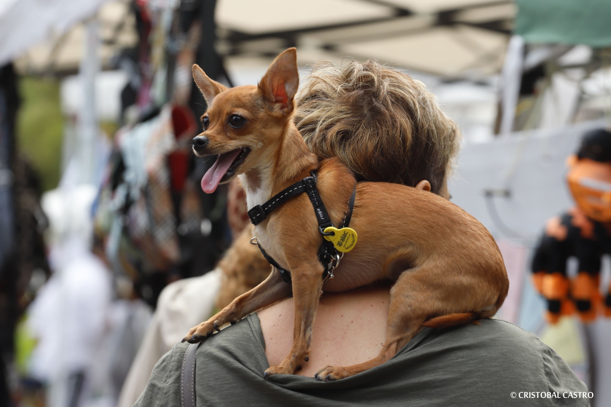 La Festa dels animals torna al Parc de Vallparadís | Cristóbal Castro