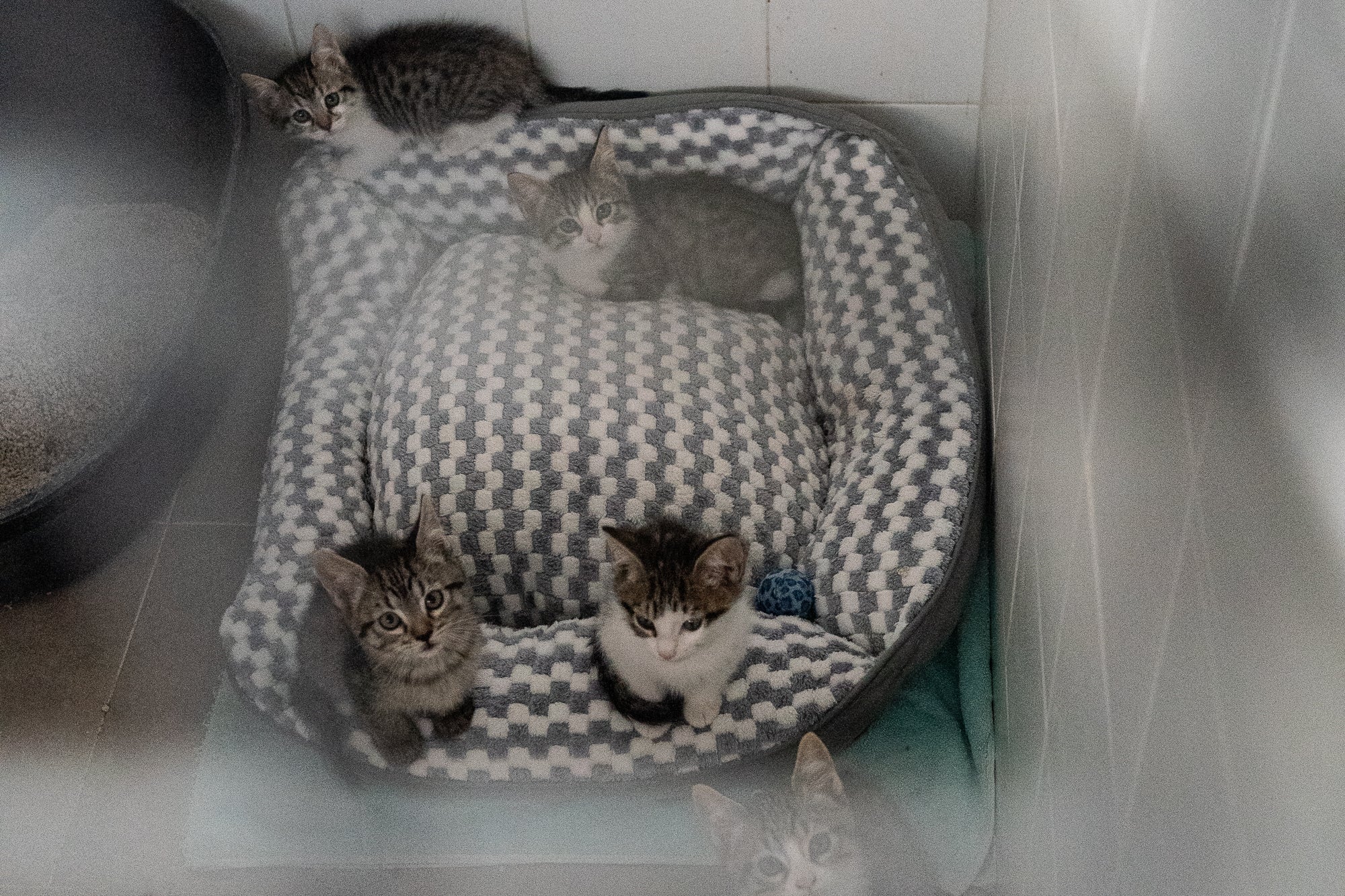 Centre d'Atenció d'Animals Domèstics (CAAD) a Terrassa | Mireia Comas