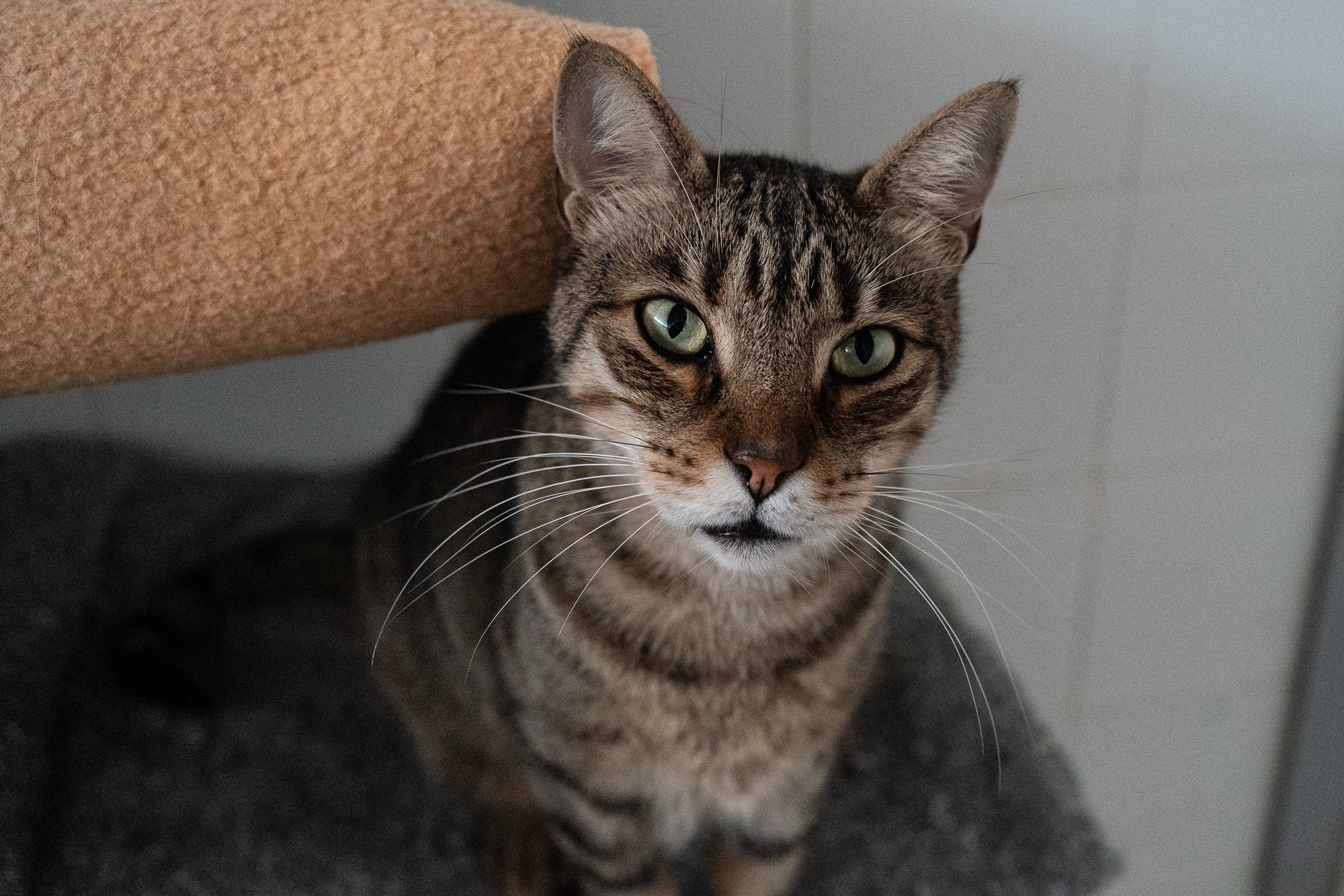 L'Ajuntament calcula que a la ciutat hi ha prop de 1.100 gats | Mireia Comas