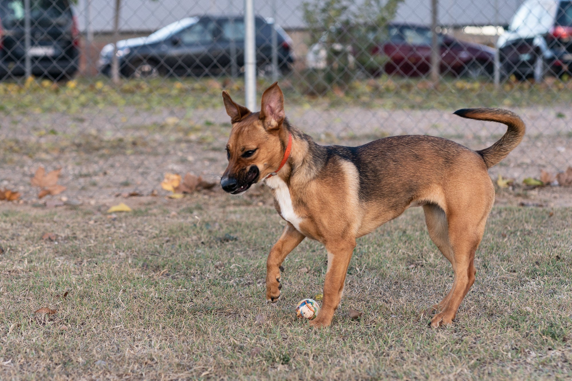 Centre d'Atenció d'Animals Domèstics (CAAD) a Terrassa | Mireia Comas