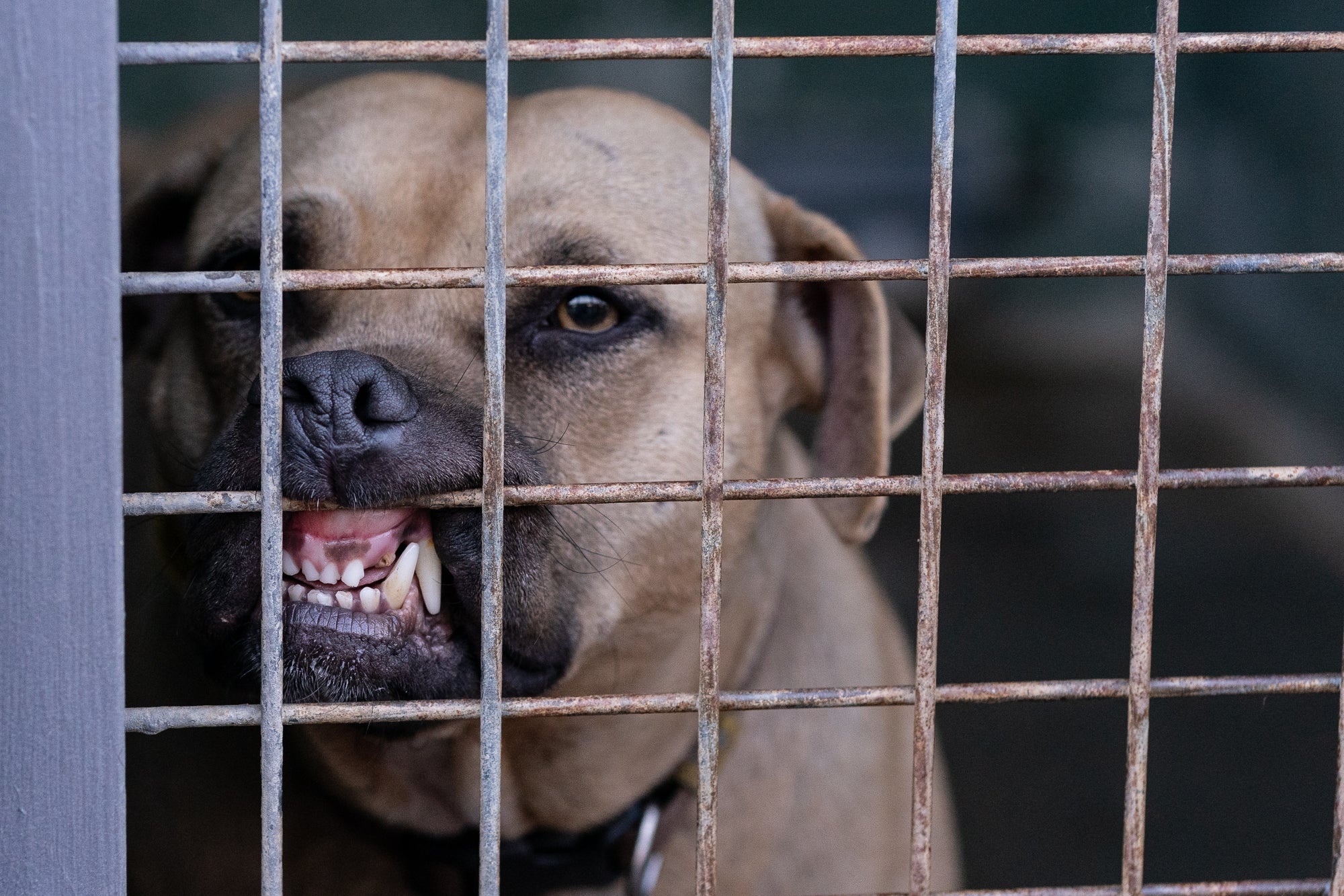 Centre d'Atenció d'Animals Domèstics (CAAD) a Terrassa | Mireia Comas