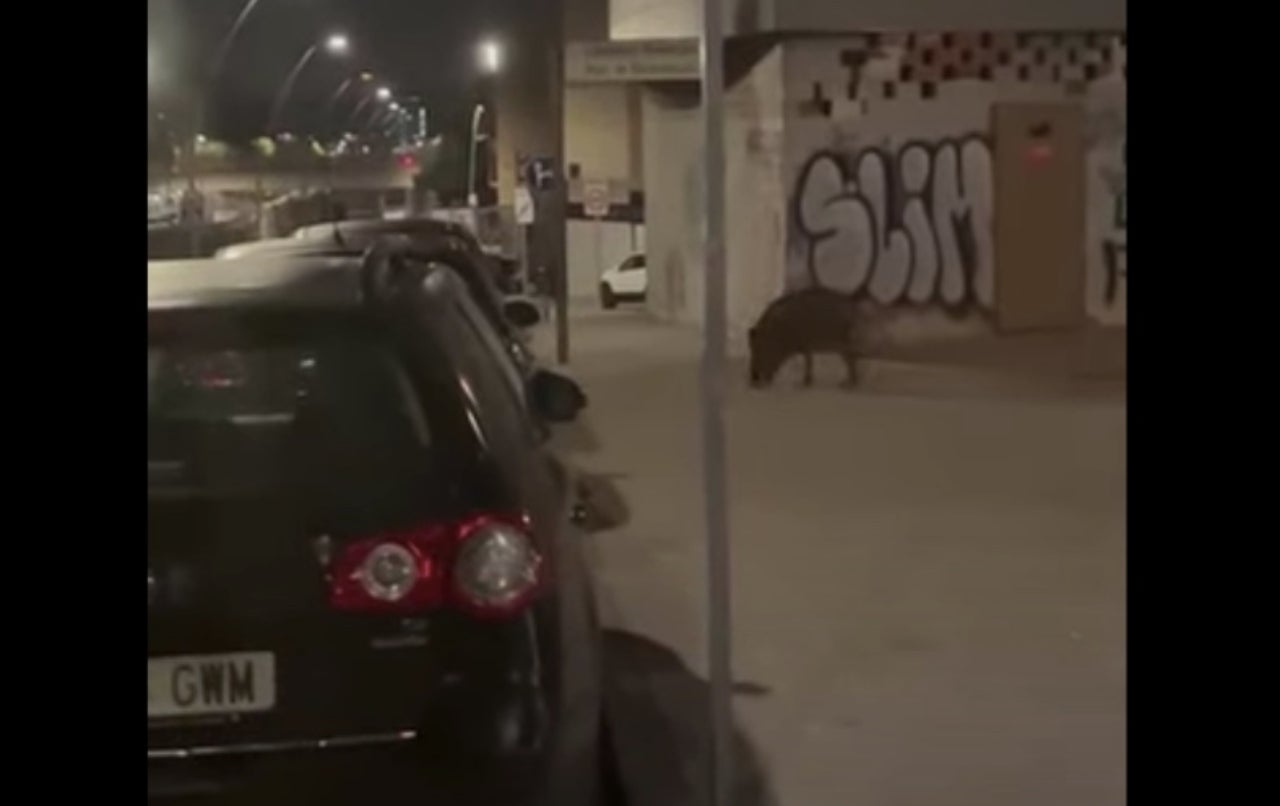 Un senglar passejant-se per la Ronda de Ponent | Cedida