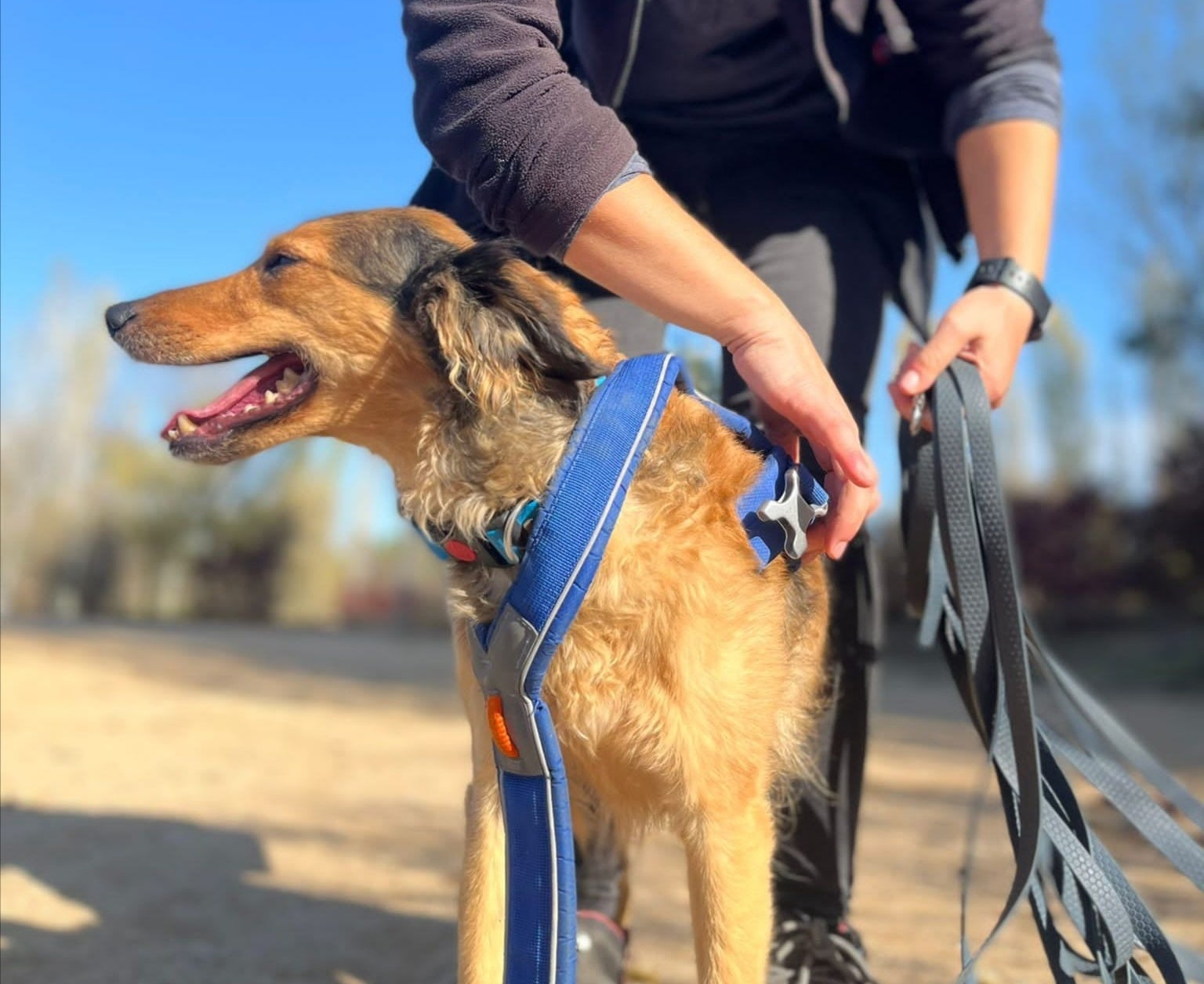 'Leyendo perros', l'associació de Viladecavalls que enforteix el vincle el gos i la persona a través del mantrailing | Cedida per 'Leyendo perros'