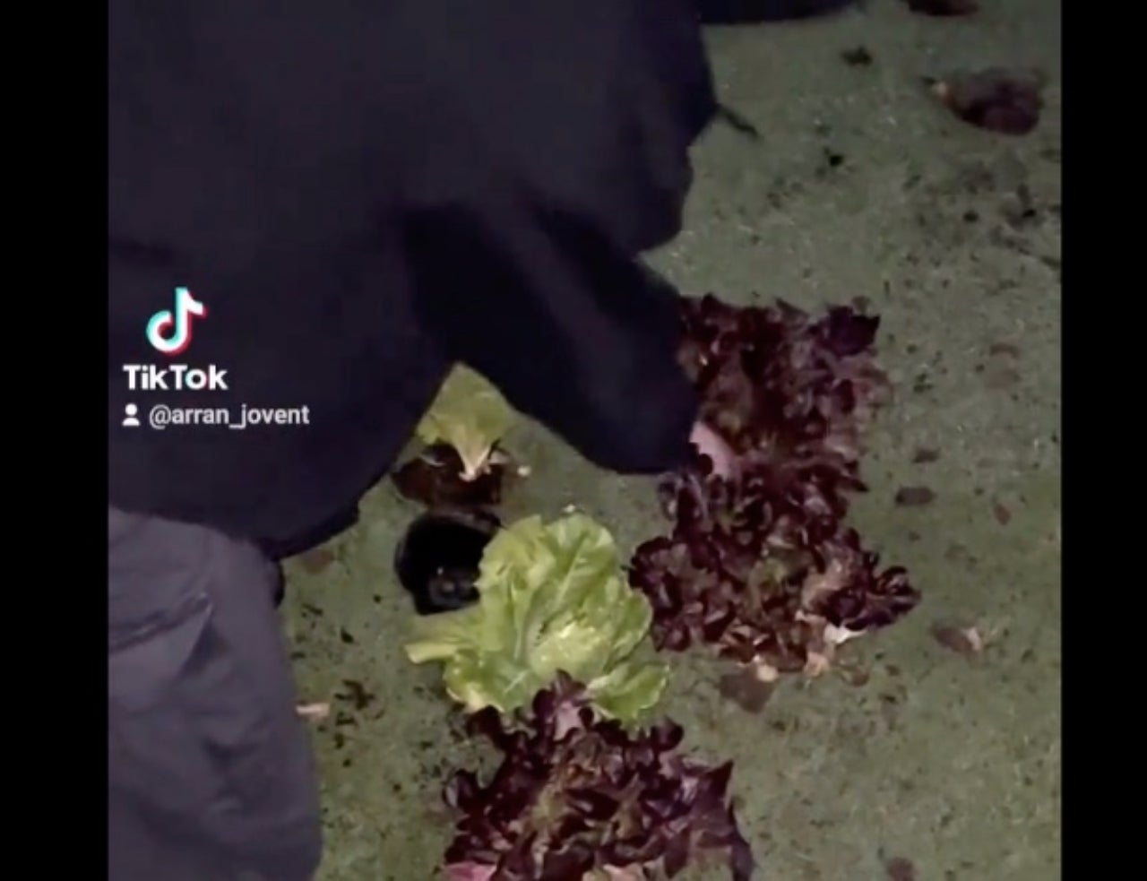 Activistes plantant enciams al camp de golf | Arran