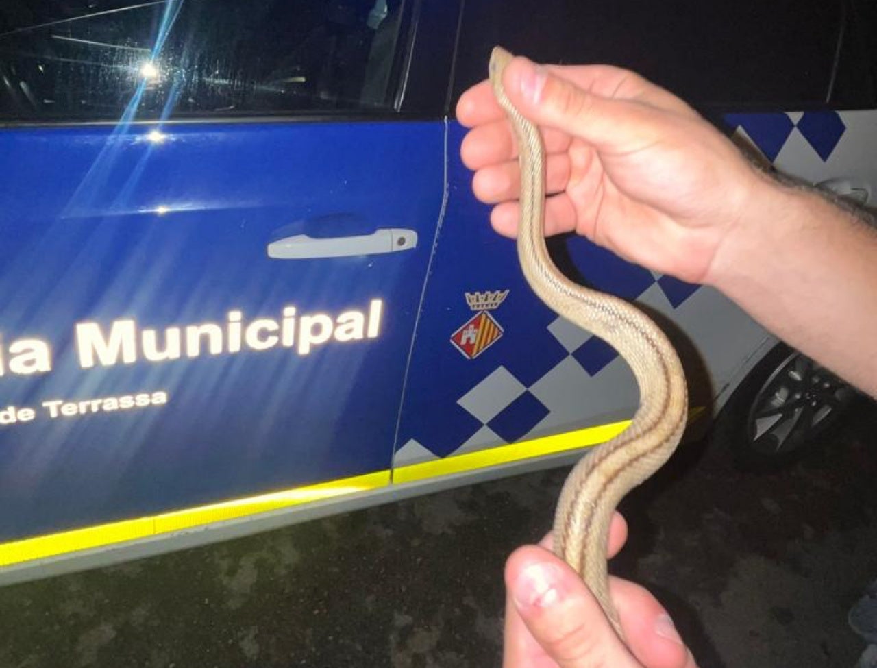 Una serp es deixa veure pel barri de Sant Llorenç de Terrassa | Policia Municipal de Terrassa