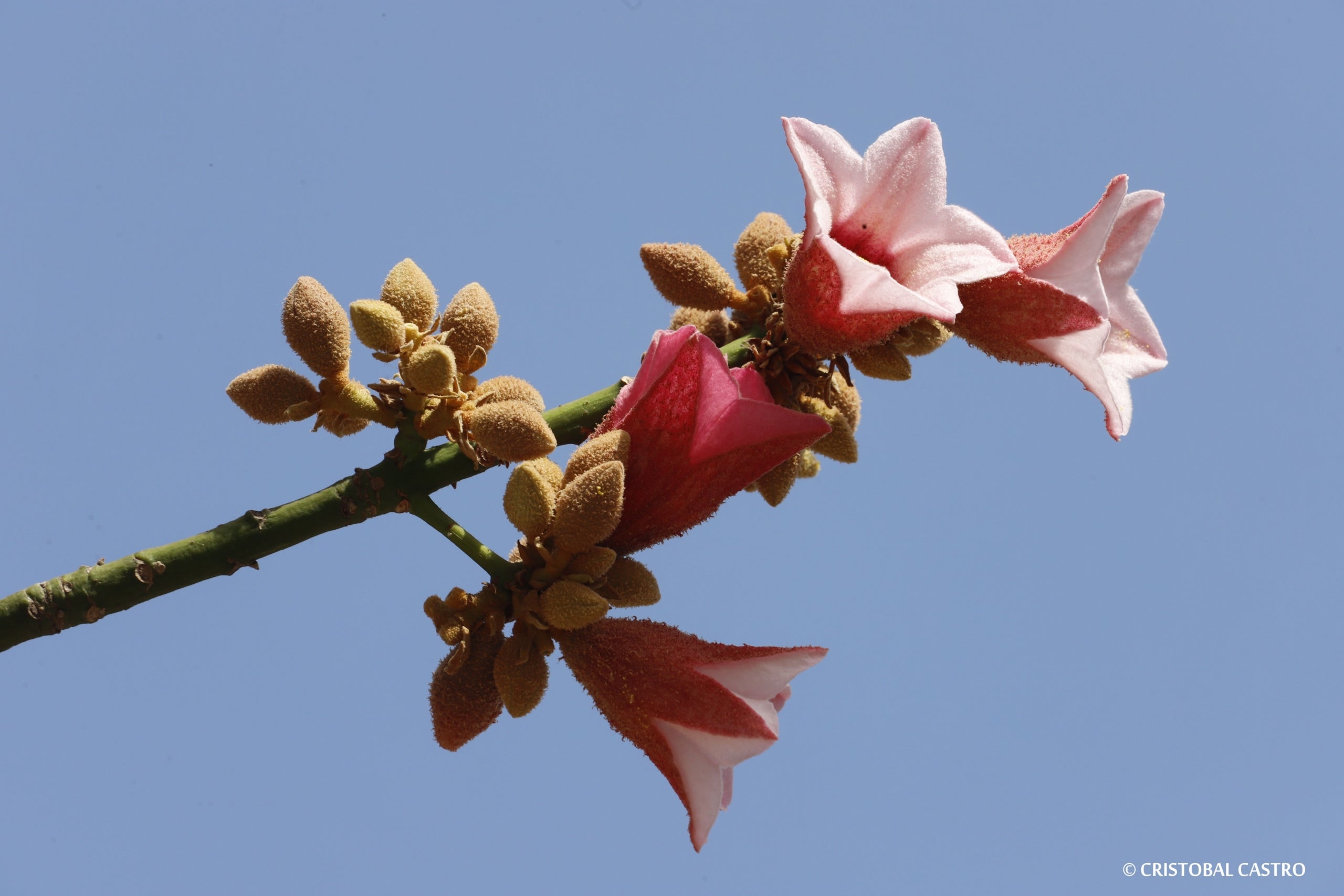 FOTOGALERIA Arbres en flor a la Rambla de Terrassa