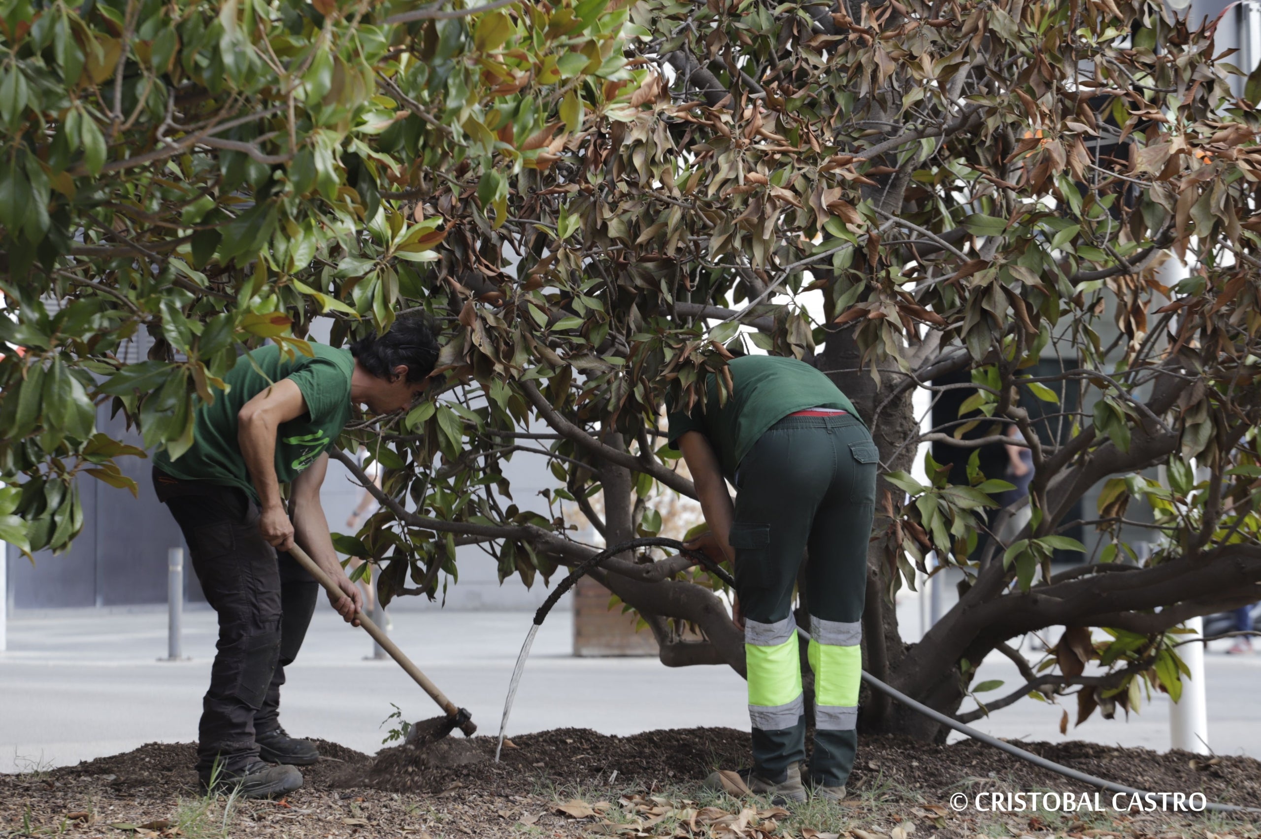 Arbres i arbustos de la plaça del Doctor Robert de Terrassa | Cristóbal Castro