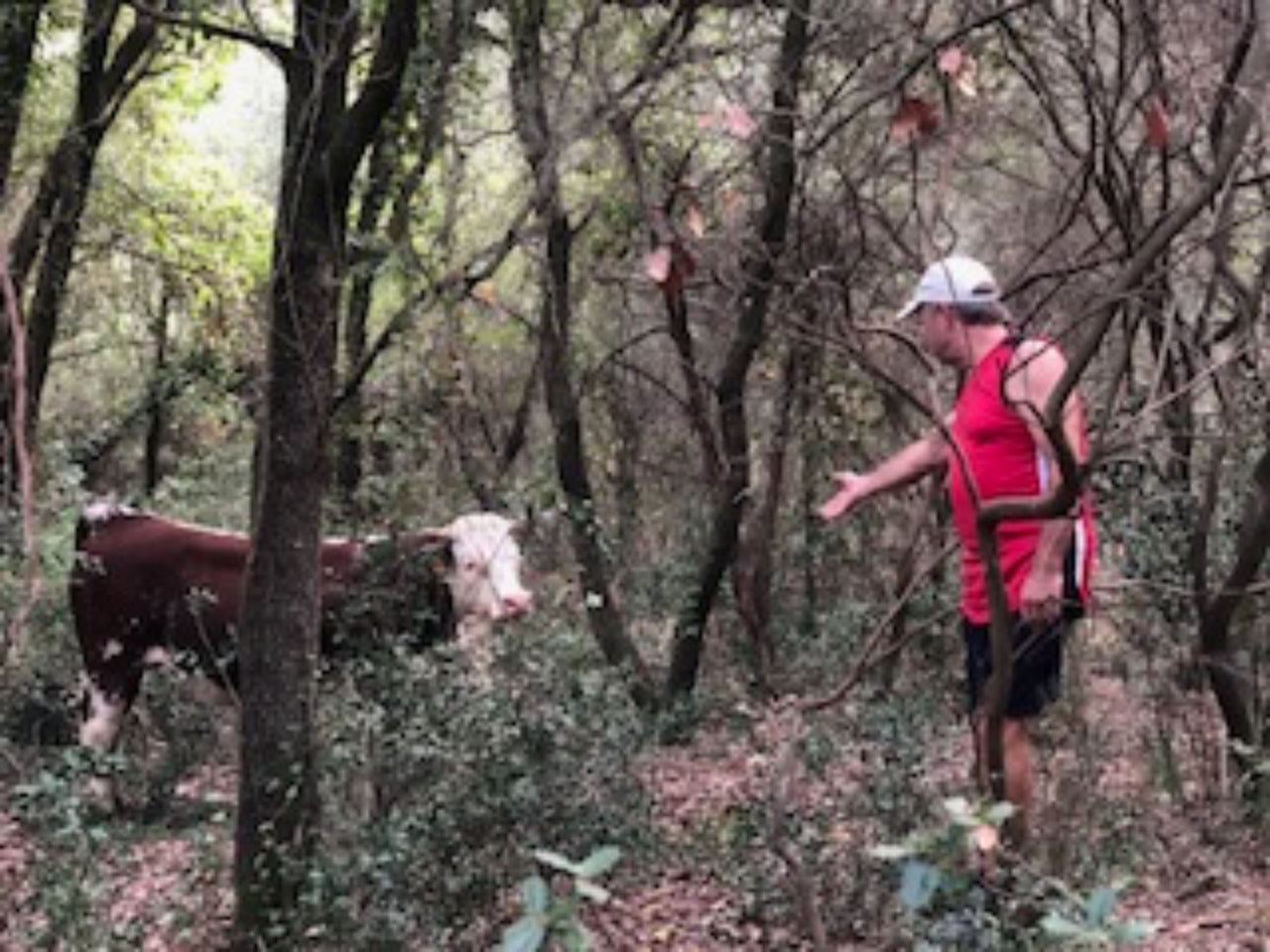 La vaca s'ha trobat a la zona de Llac Petit | Pepi Rosado