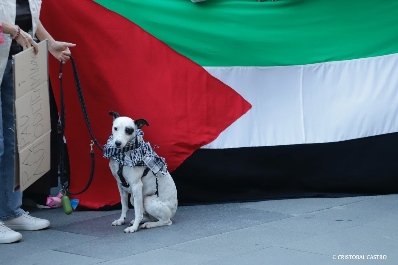 Terrassencs i terrassenques s'han mobilitzat a favor del poble palestí i 'contra l’apartheid, la guerra i el genocidi' que s'està duent a terme a Palestina per part del govern d'Israel
