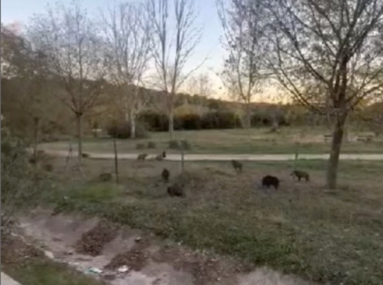 La colla de senglars, al parc de la Depuradora de Les Fonts | SomLesFonts