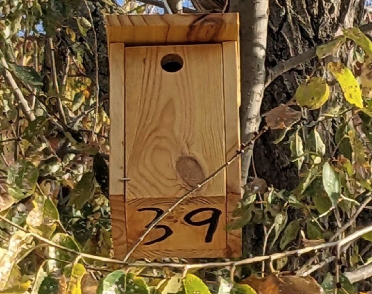 Caixa niu per combatre les plagues en els arbres de Terrassa | Gestió Natural