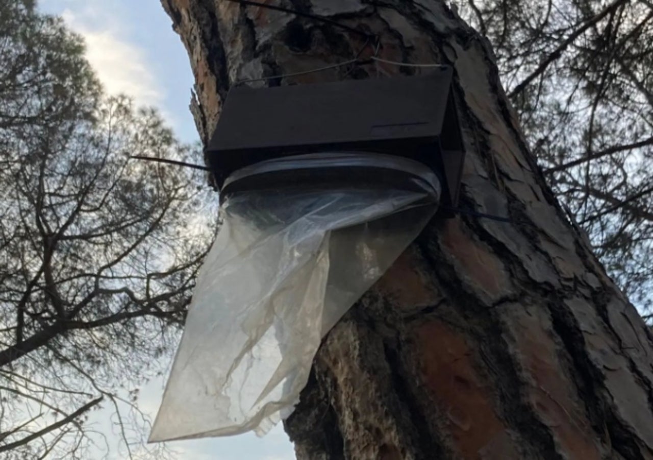 La bossa de prevenció de la processionària del pi en un parc de Les Fonts | Som Fontins