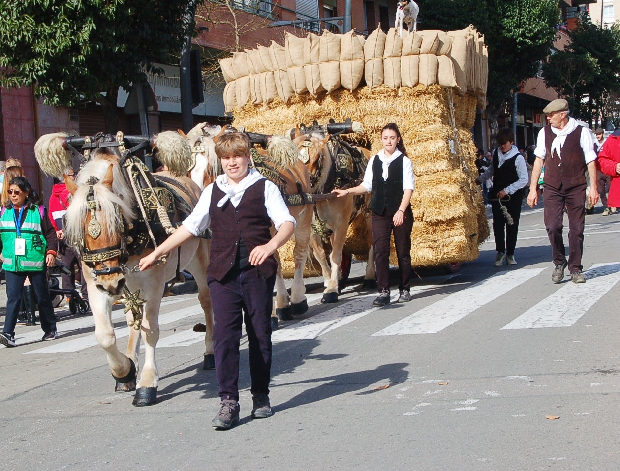 Els cavalls recuperen el seu espai als carrers de Terrassa | Ramon Navarro
