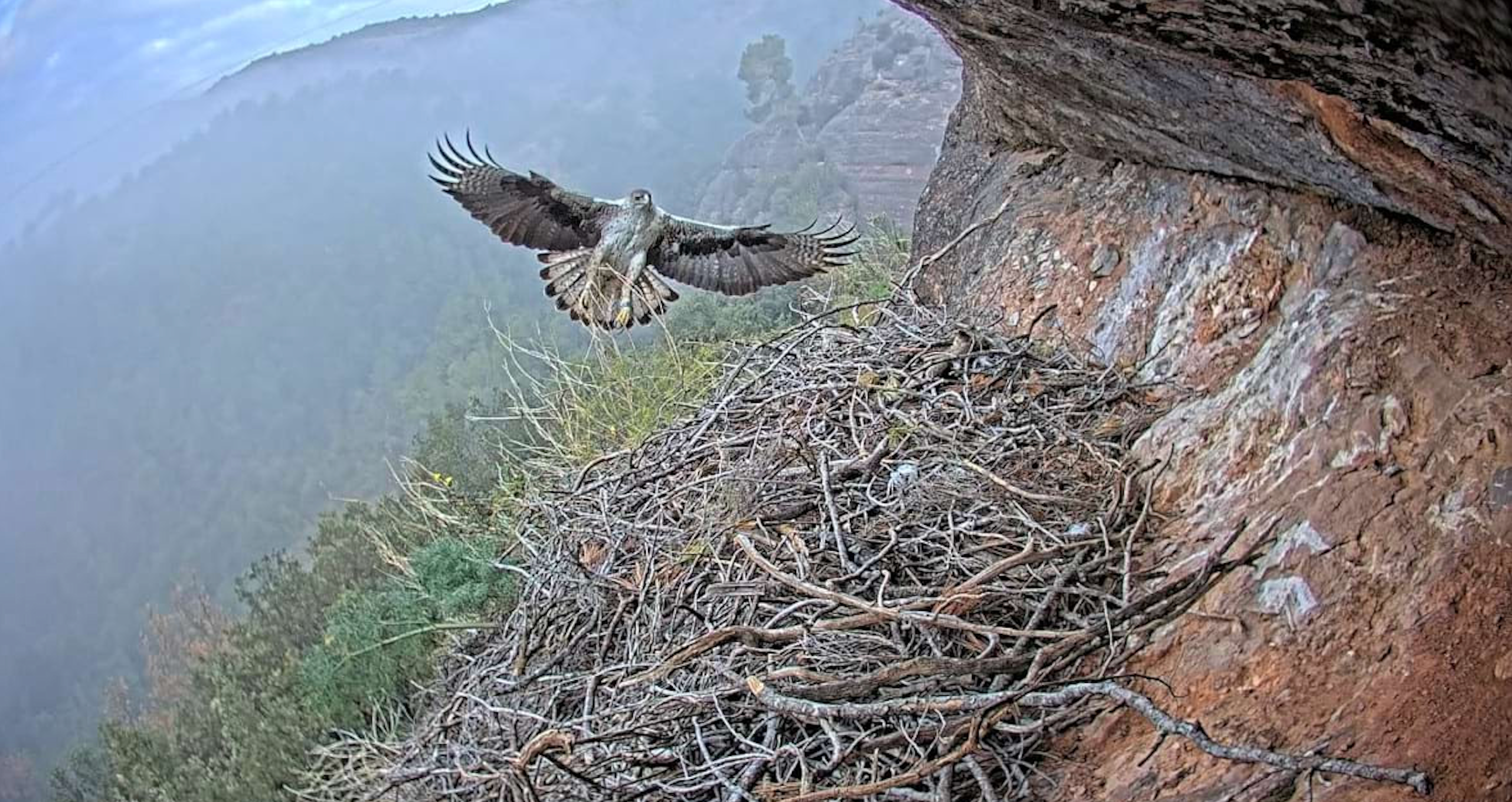 L’àliga cuabarrada del Parc Natural/Diba