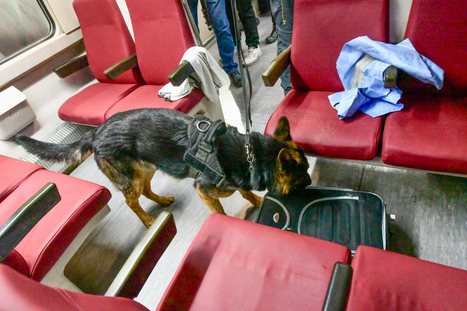 Jornada de pràctiques de la unitat canina dels Mossos d'Esquadra a l'Espai Sabadell Rambla d'FGC | Mossos d'Esquadra