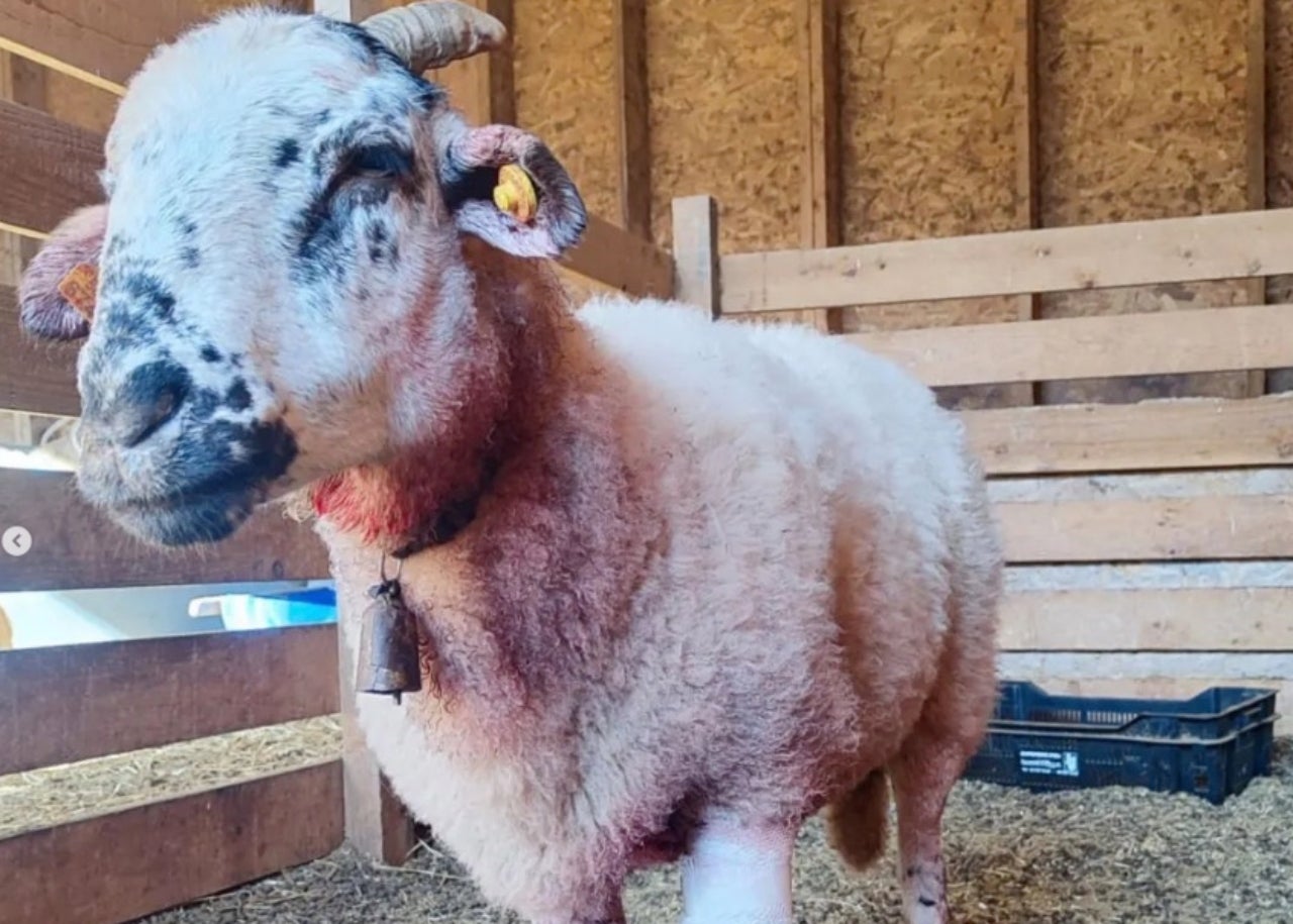Una de les cabres atacades per gossos deslligats | El Mimó