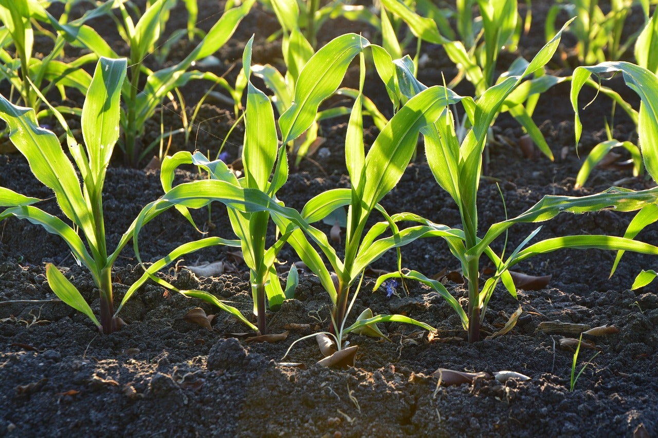 Agricultura, camps de conreu i sector agrícola | Gencat