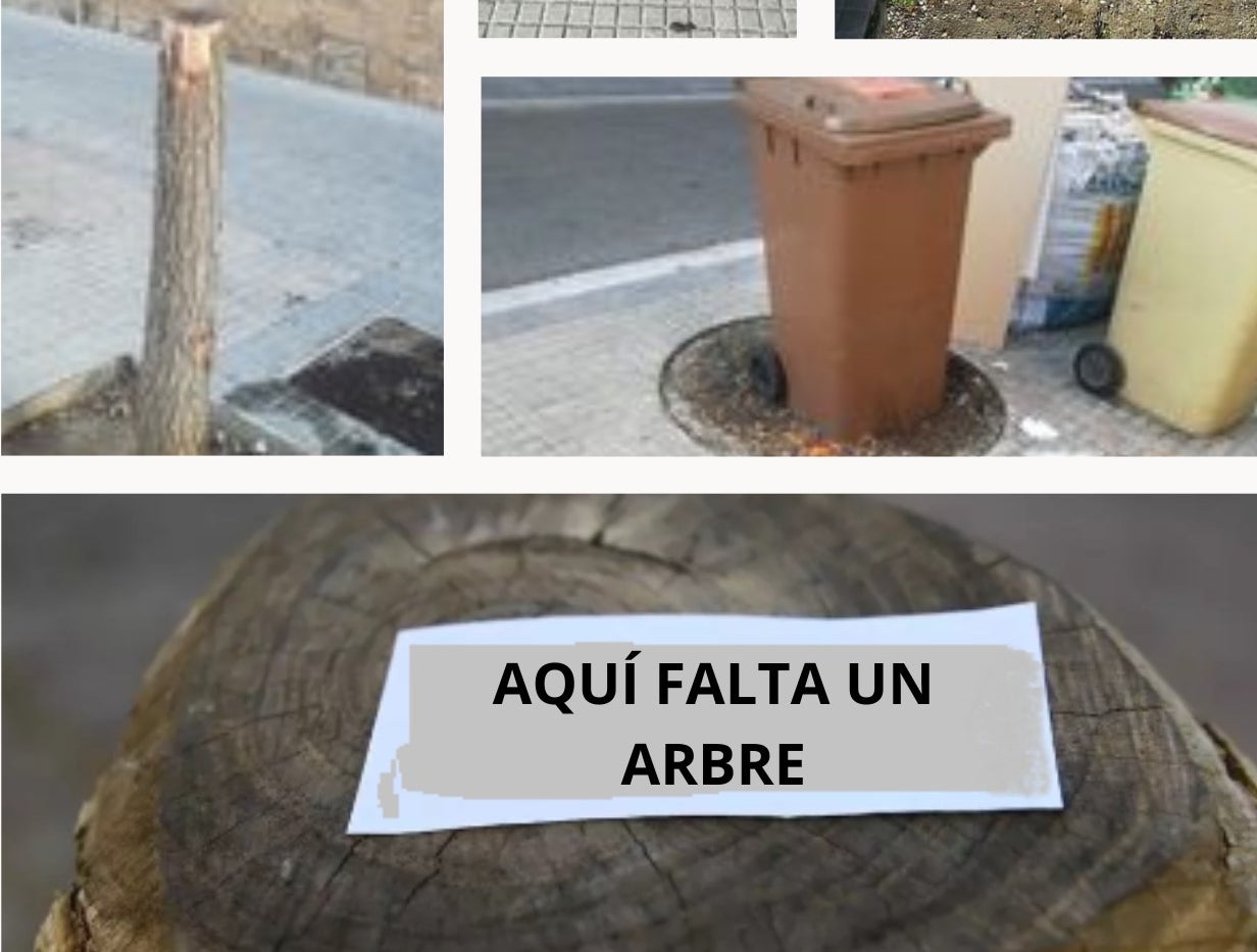 L'AV ha anat indicant els llocs on s'haurien de replantar els arbres | AV La Maurina