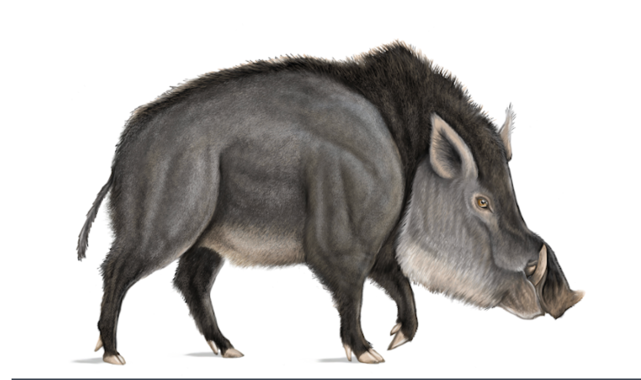 Reconstrucció de l'aspecte en vida de 'Propotamochoerus palaeochoerus'/Dibuix de Roc Olivé, © ICP