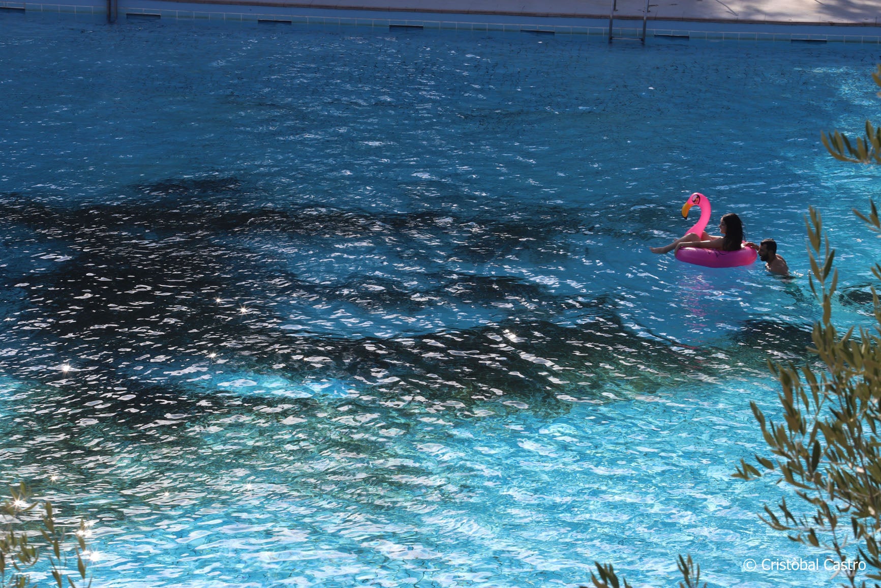 La piscina municipal de Vallparadís ha tancat aquest diumenge la temporada de bany 2024. No ha estat el seu millor any, no per la quantitat de persones que n'han fet ús, sinó per l'aspecte que ha presentat. Pocs dies s'ha pogut veure neta totalment, deixant aquella imatge enlluernadora d'una piscina blauturquesa. El color verd s'ha fet seu el terra. El motiu? Com ja van explicar fonts municipals a MónTerrassa, la sequera ha provocat que aquest any la zona verda estigués terriblement seca. Com a conseqüència, els usuaris que s'asseuen a descansar acaben portant sense voler els trossos de restes vegetals a dins de l'aigua, donant com a resultat aquesta imatge poc agradable a la vista., 